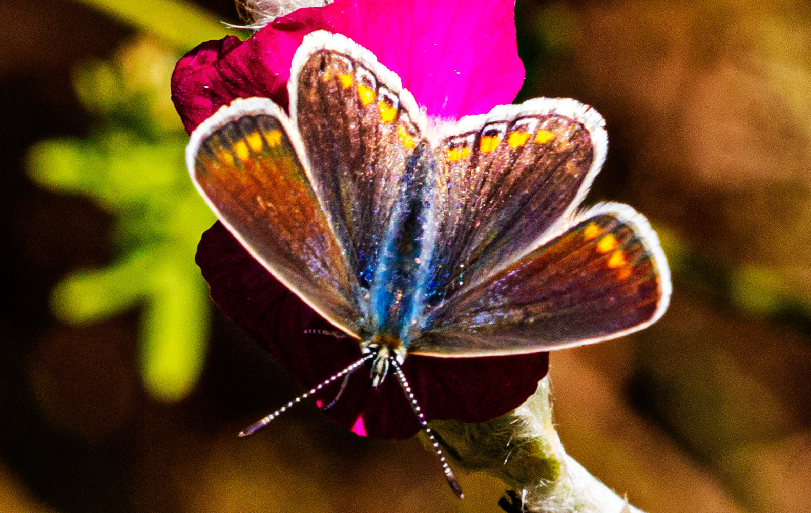 Mottistone IOW 16 July 2022