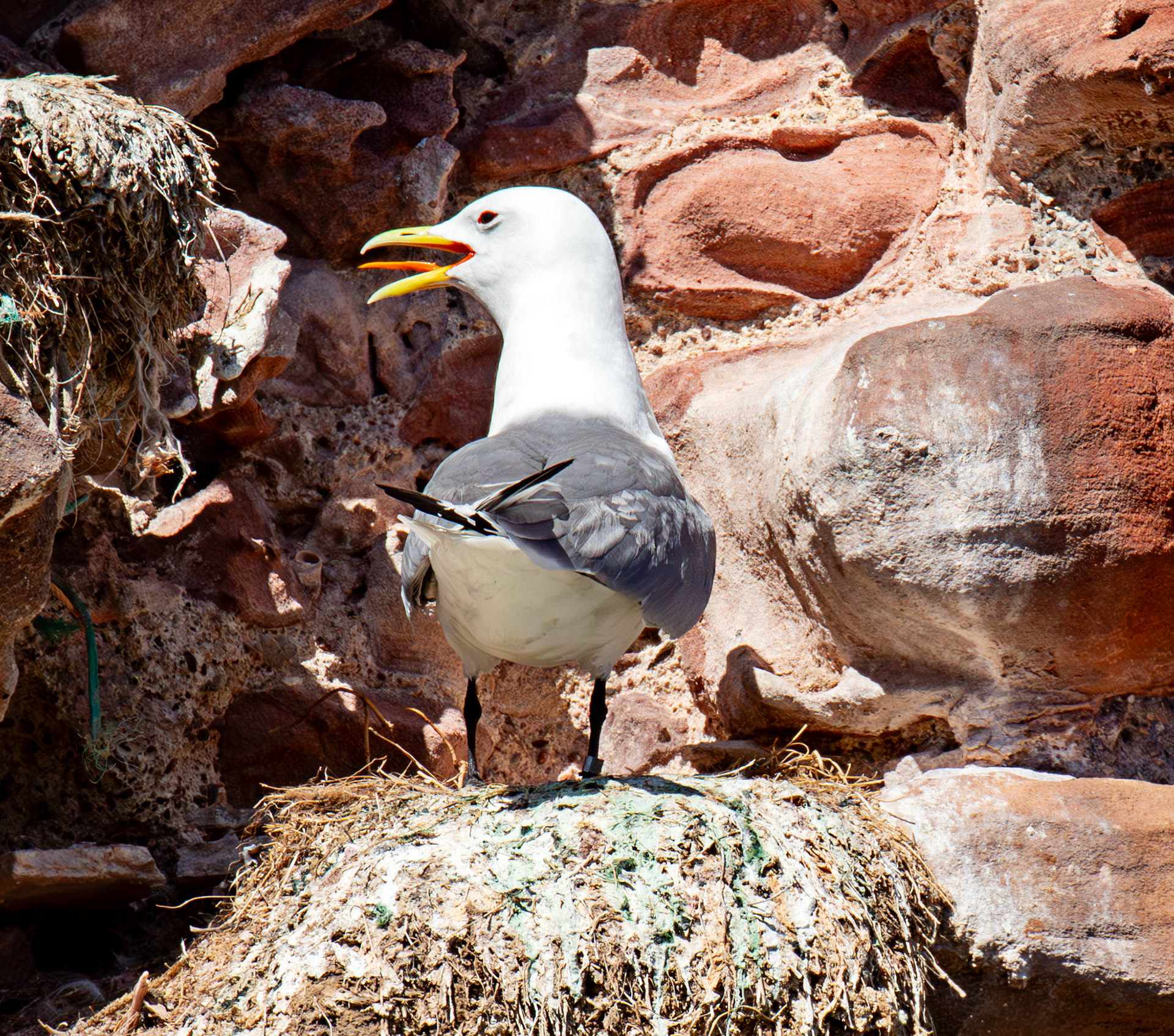 Kittiwakes in Dunbar 17 May 2025
