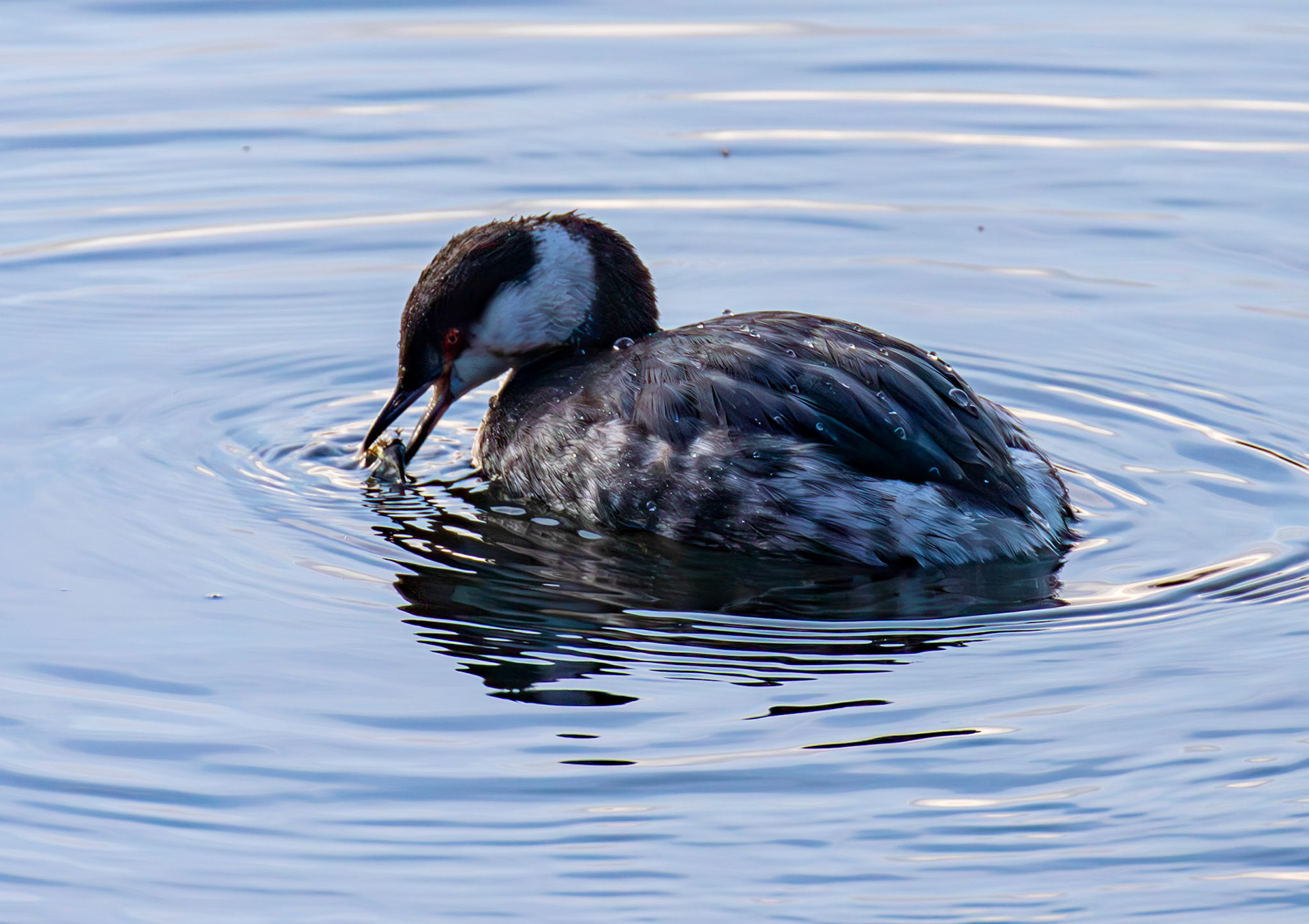 Slavonian Grebe at Linlithgow Loch 18 March 2026