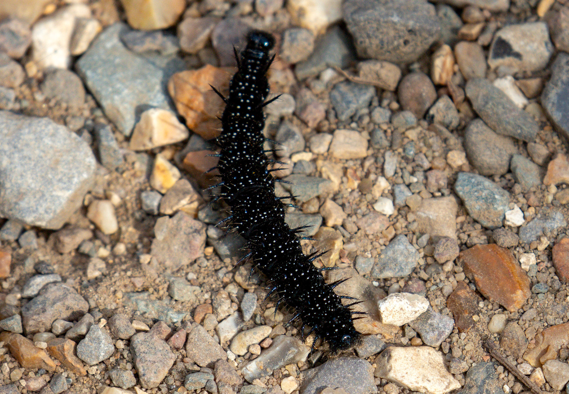 Peacock butterfly caterpillar (Aglais io) Walk Thames Path MArlow to Bourne End 06 August 2025