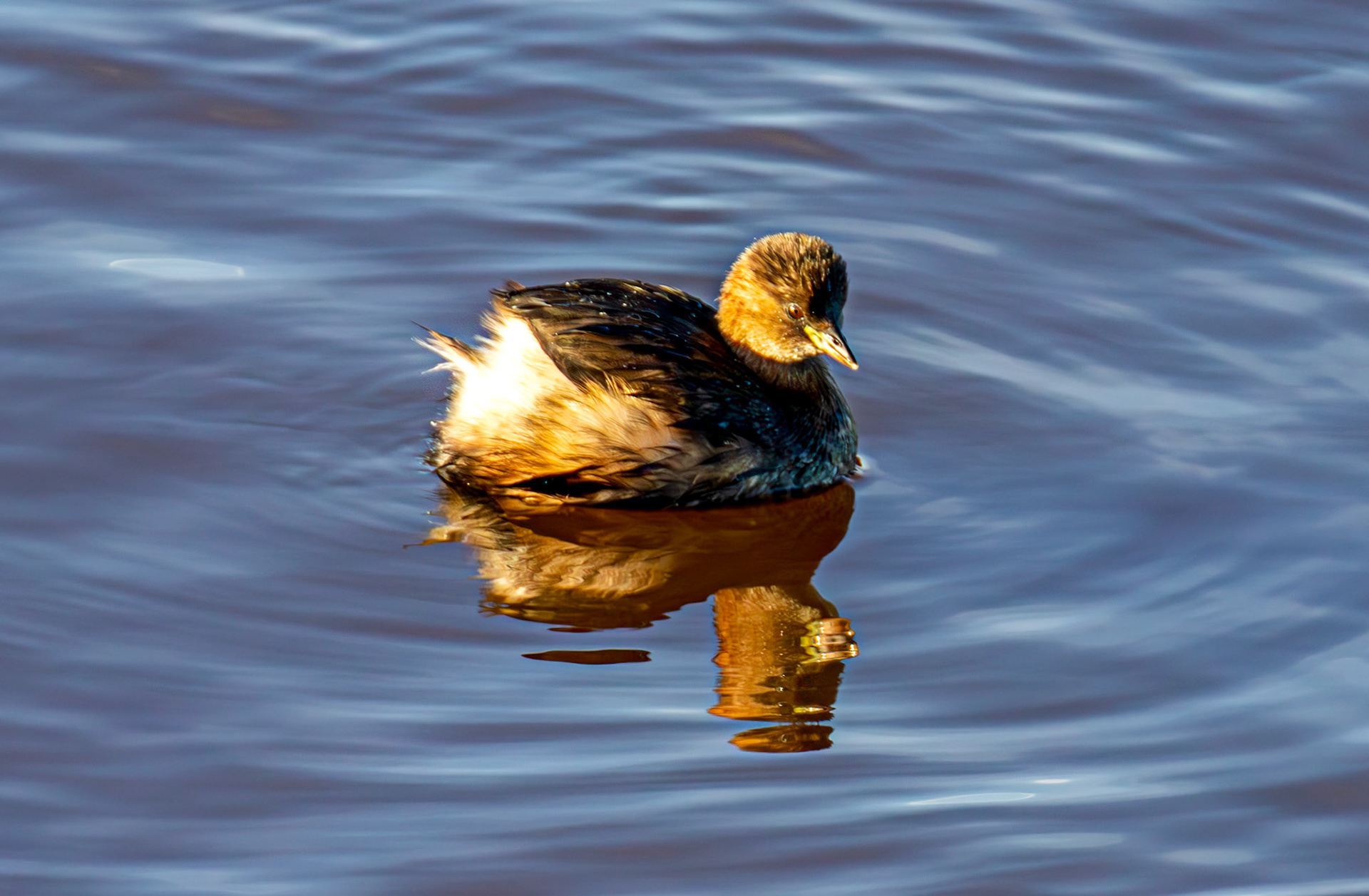 Little Grebe, River Esk Musselburgh 18 November 2024