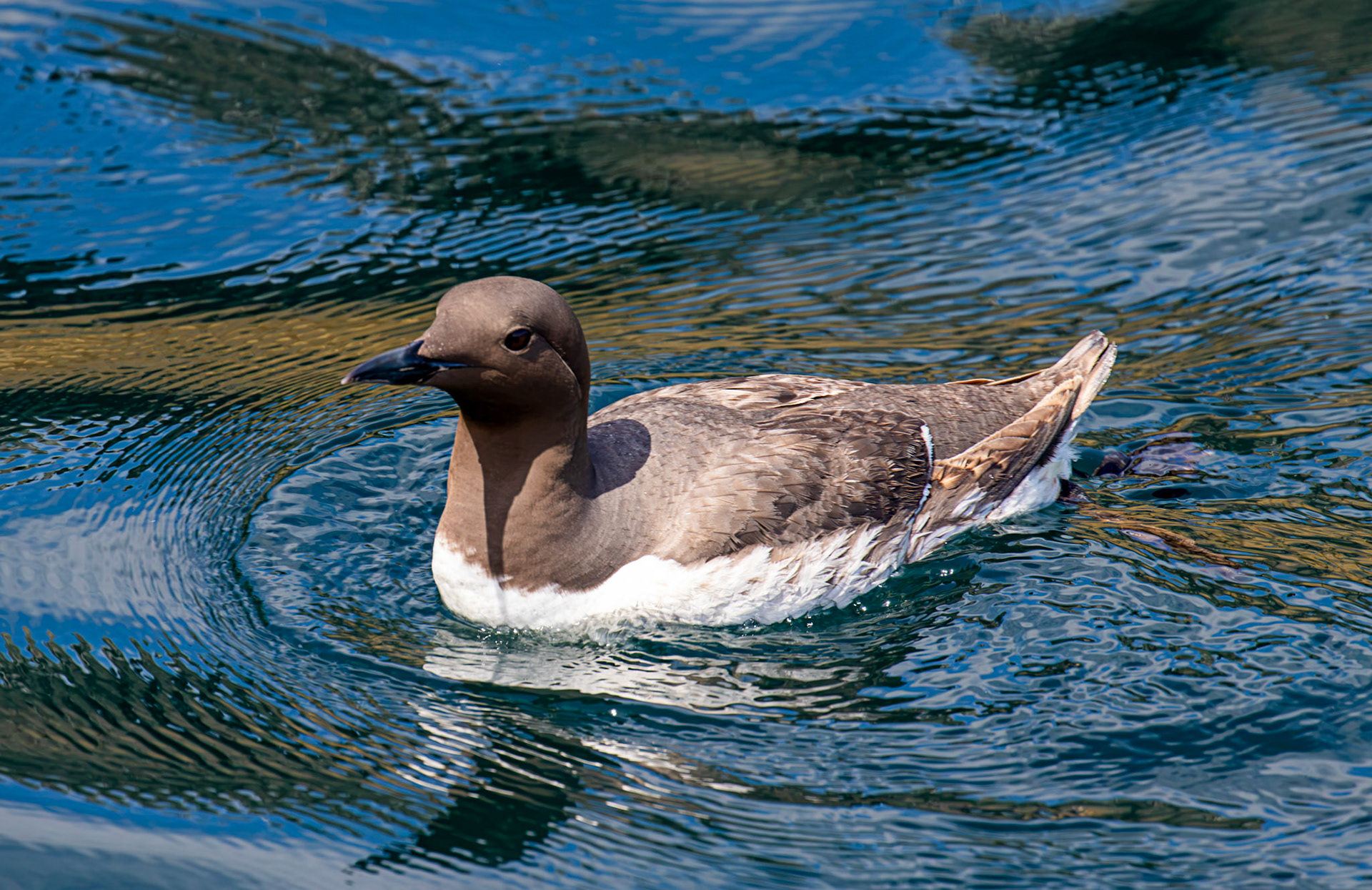 Guillemots - Farne Islands 03 July 2026