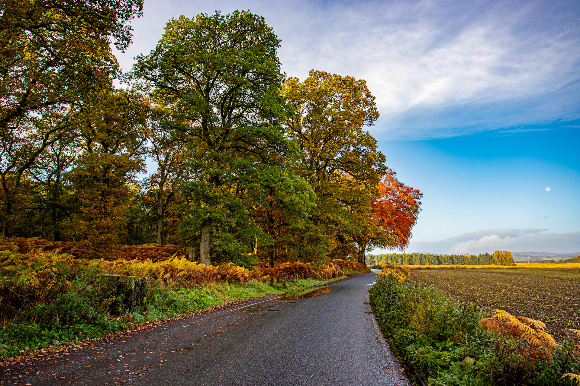 Kinclaven Bluebell Woods. Autumnal Tour around Perthshire 19 October 2024