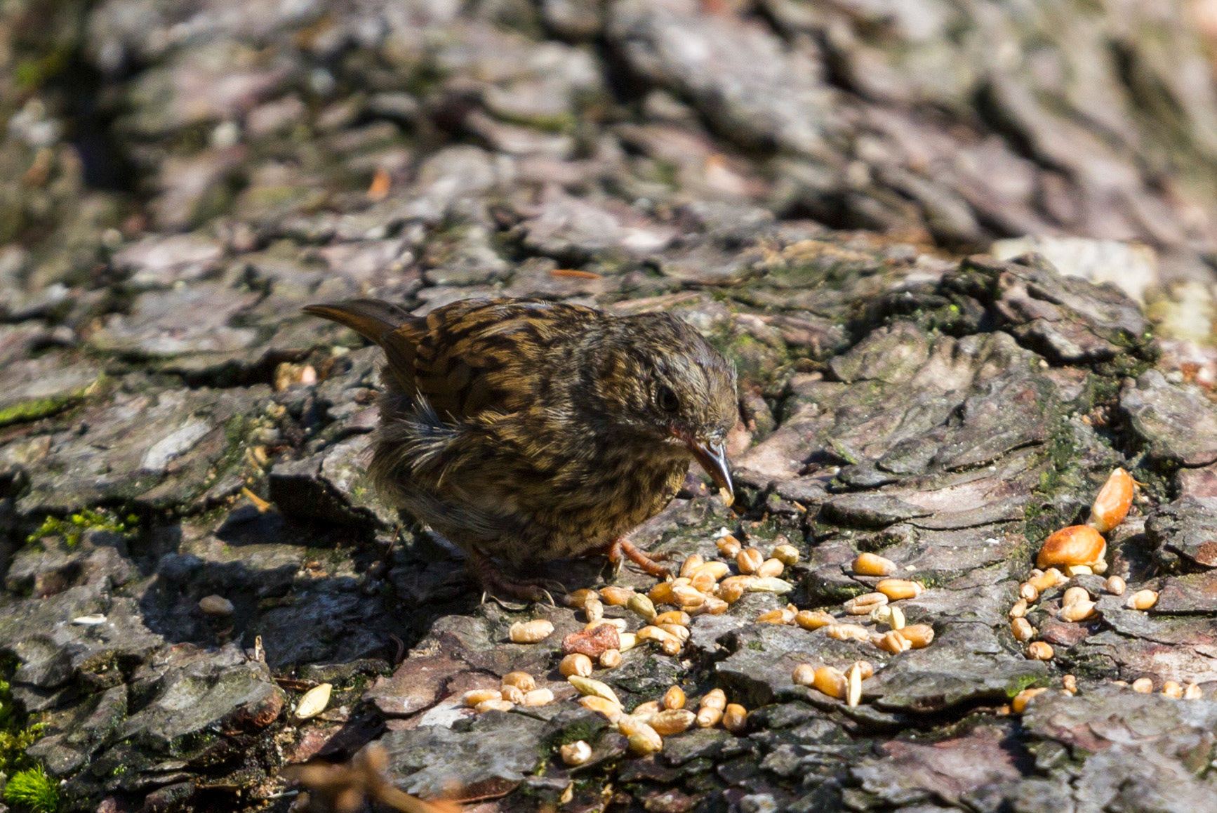 Morton Lochs - Tentsmuir Forest, Fife Please see my other Photographs at: www.jamespdeans.co.uk