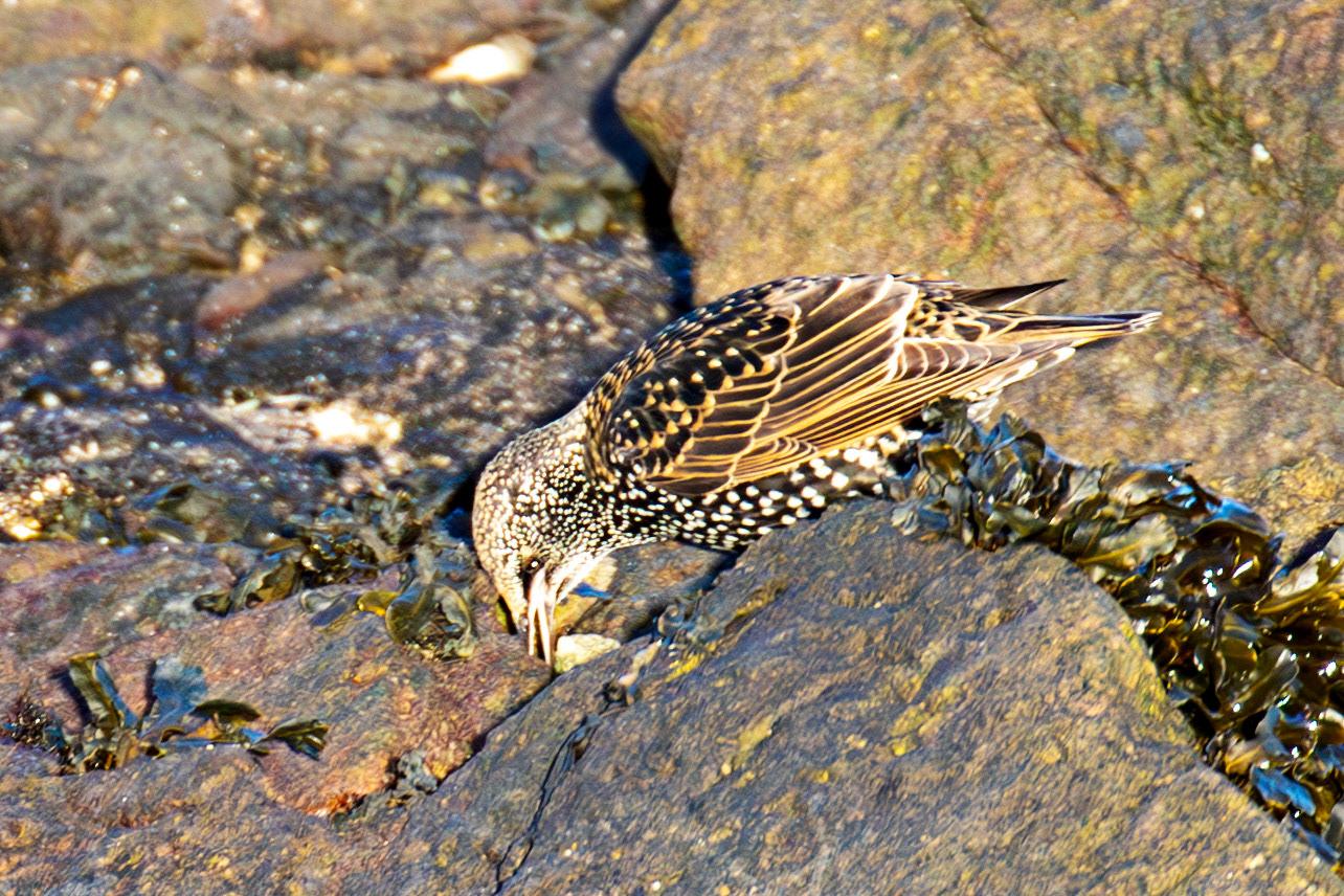 Starling, Port Seton 18 November 2024