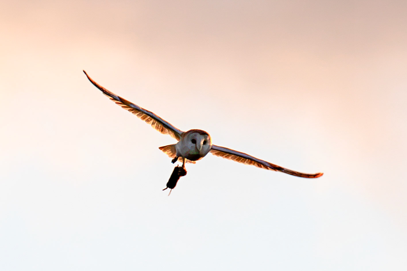 Barn Owl at Harperrig 02 July 2026