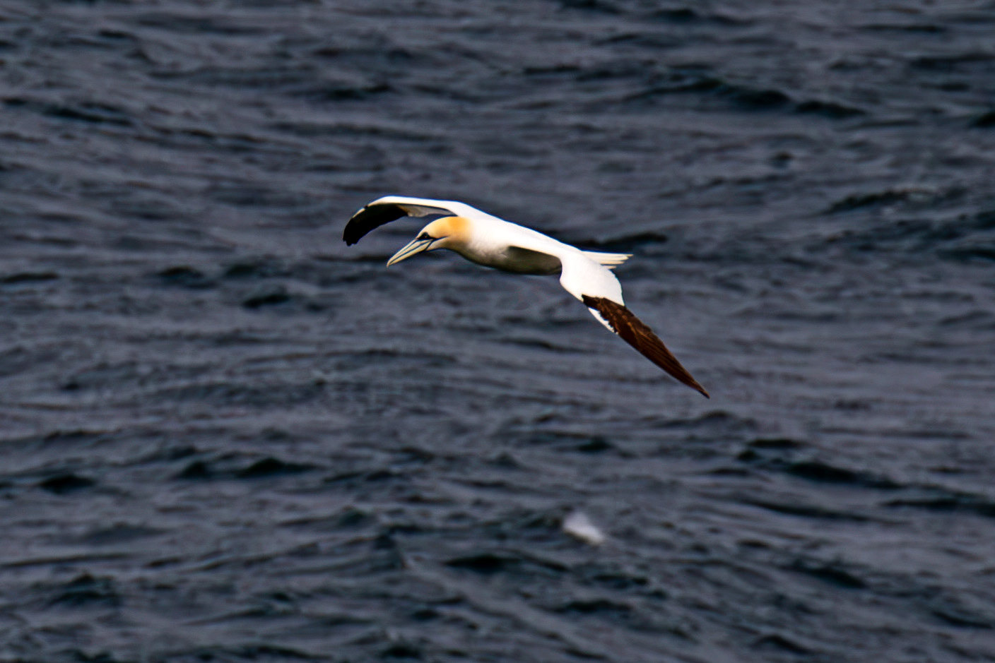 Northern Gannet - Tantallon Castle 04 July 2026