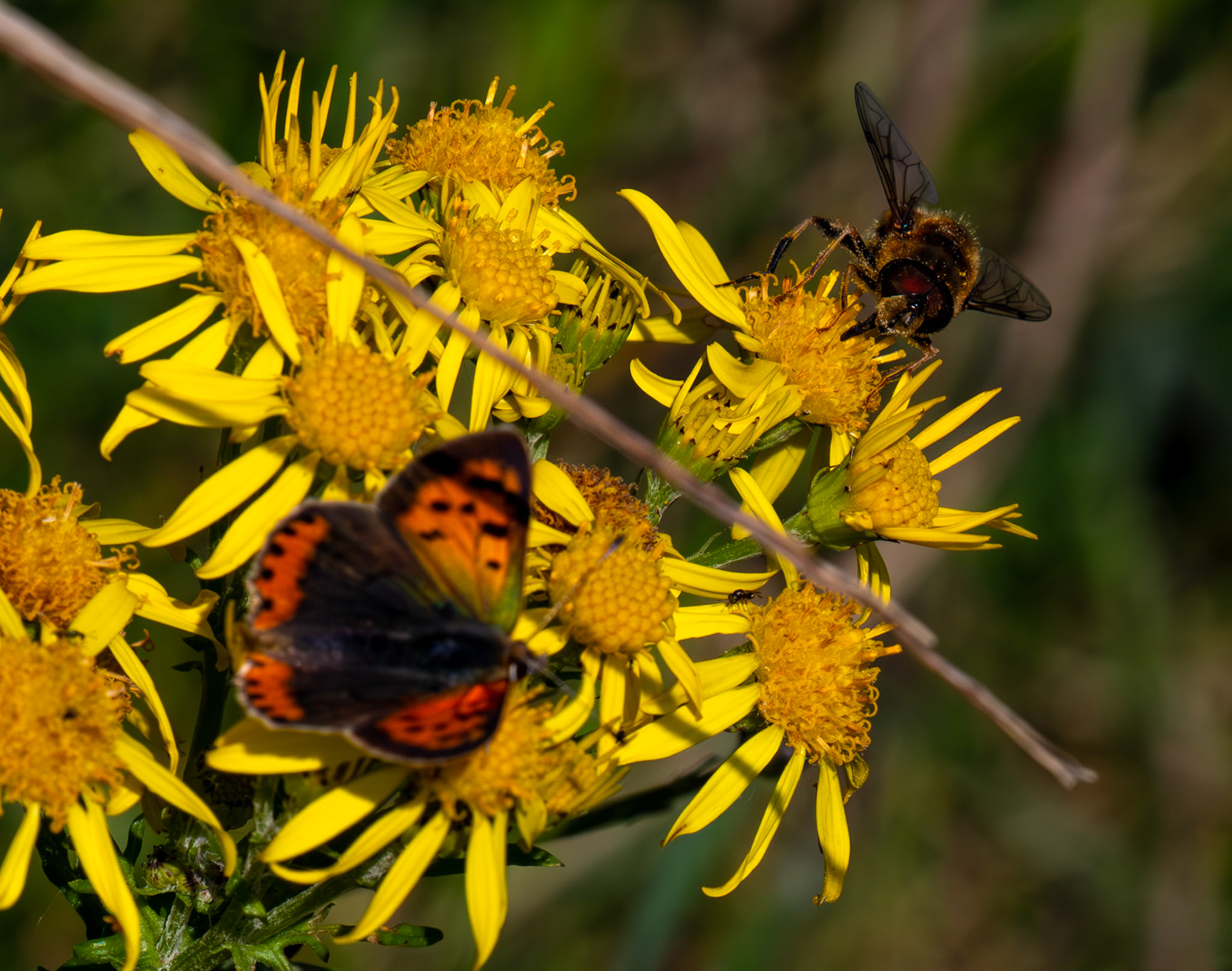 Small Copper Butterfly - RSPB Loch Leven 06 Sept 2024