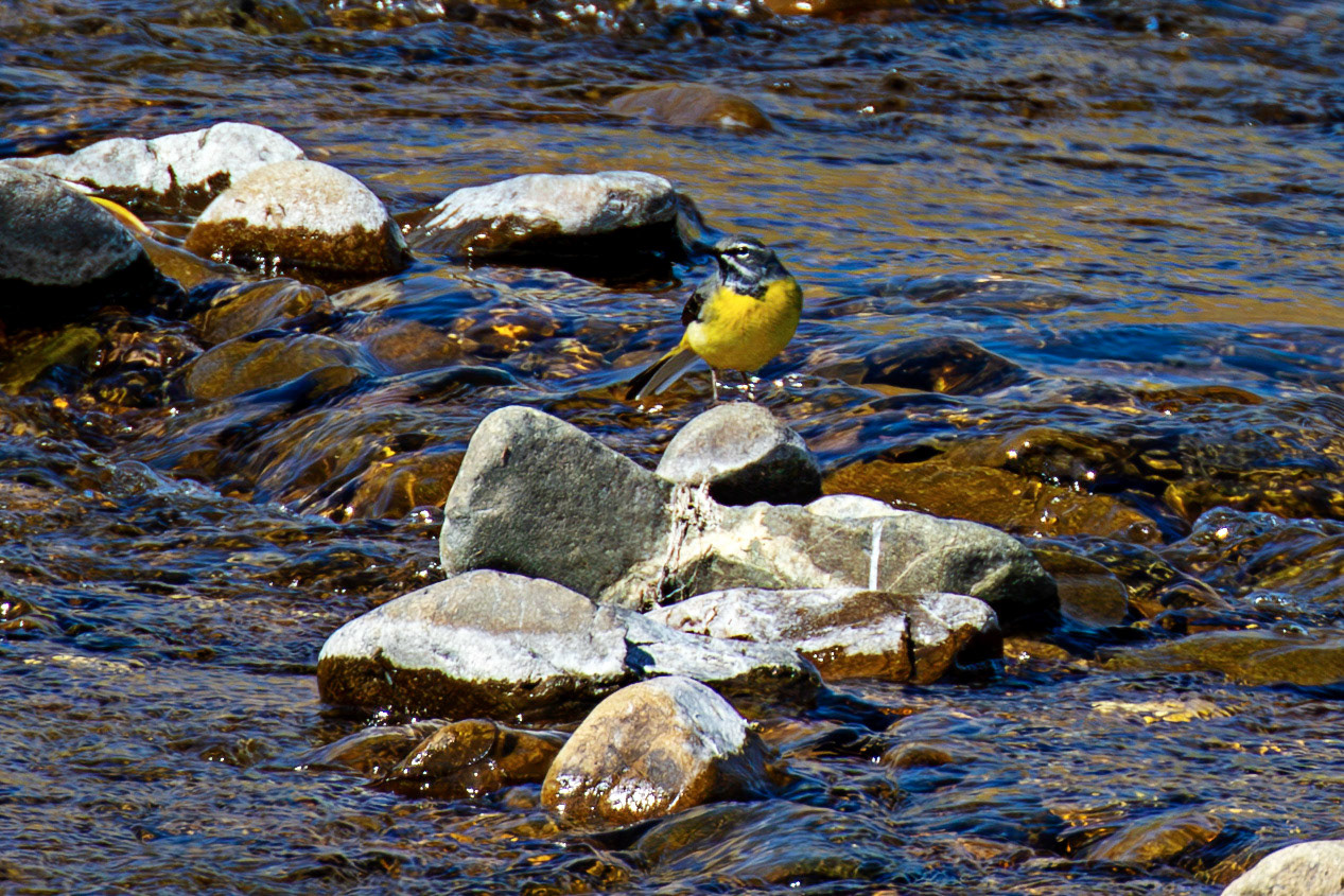 Grey Wagtail by the Leithen Water, Moorfoot Hills