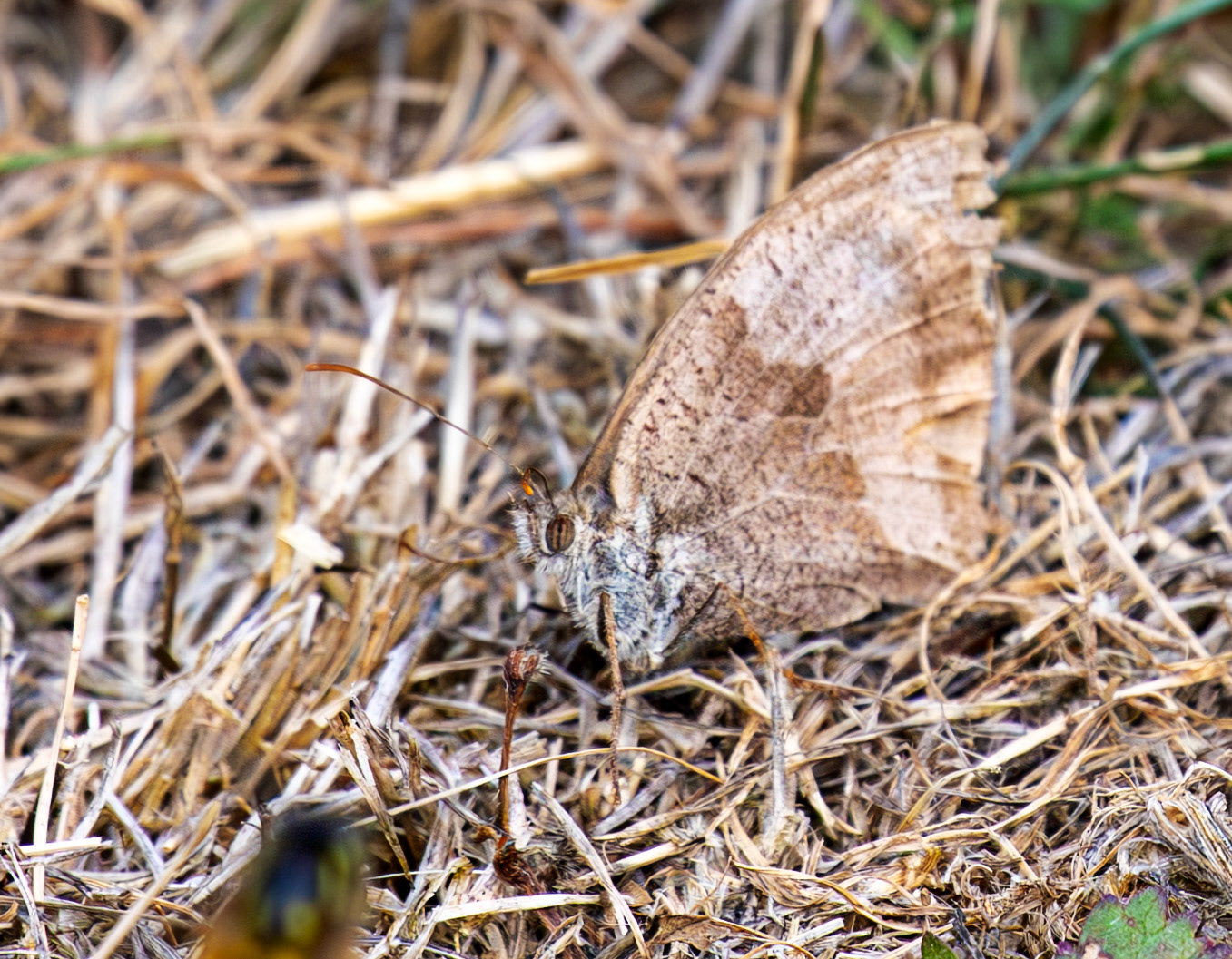 Lullingstone Kent 23 Aug 2025