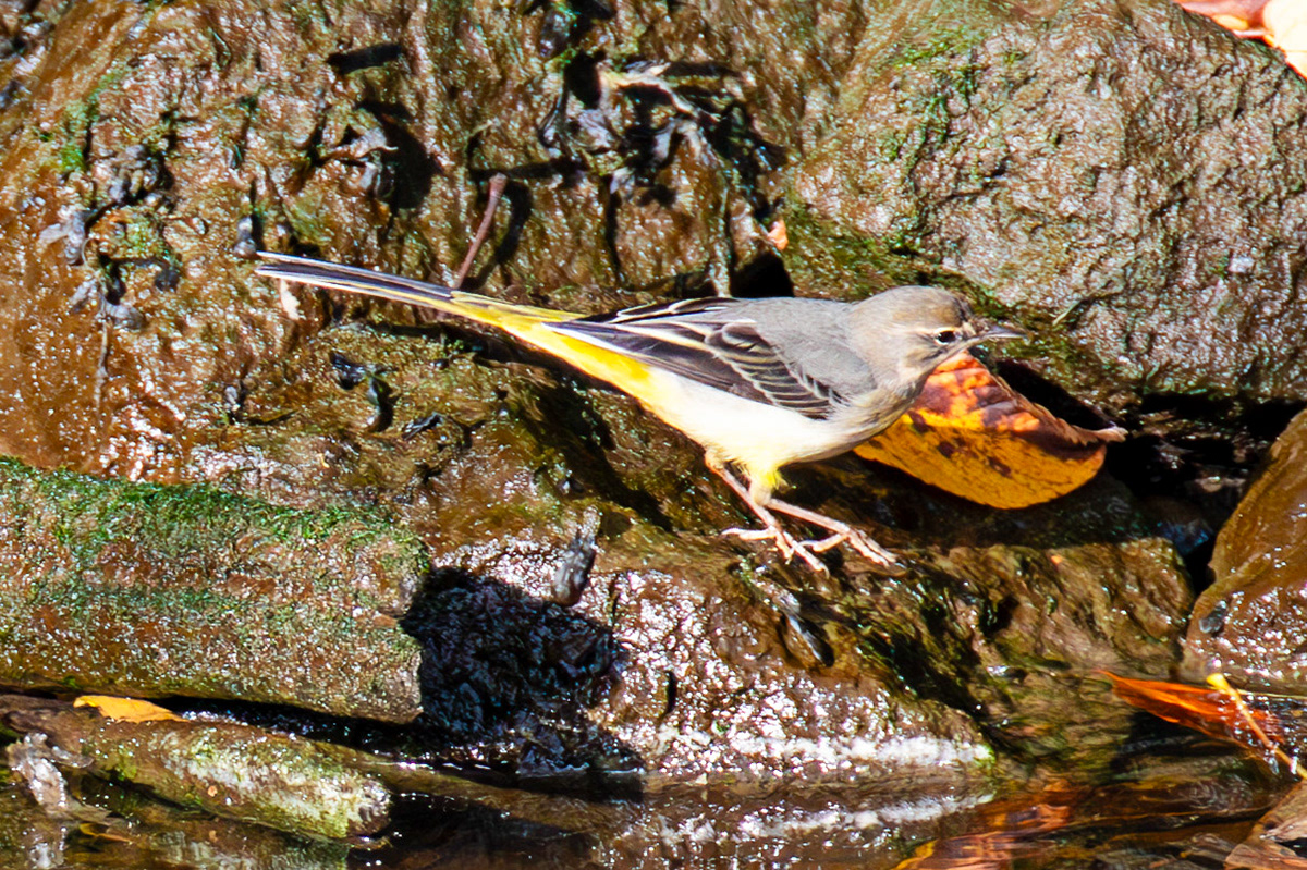 Grey Wagtail - Birthwatching at Cramond 18 October 2024