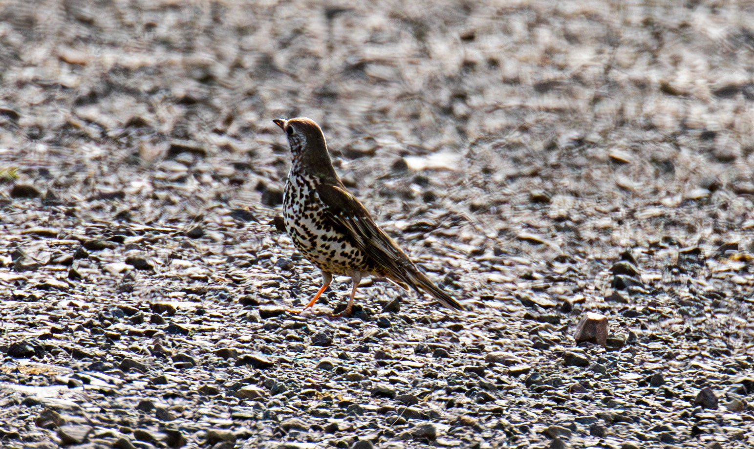 Mistle Thrush - Pates Hill Wind Farm 20 May 2025