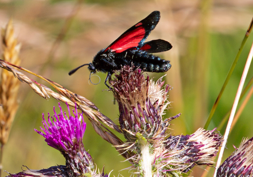 Herperrig Insects 23 July 2024