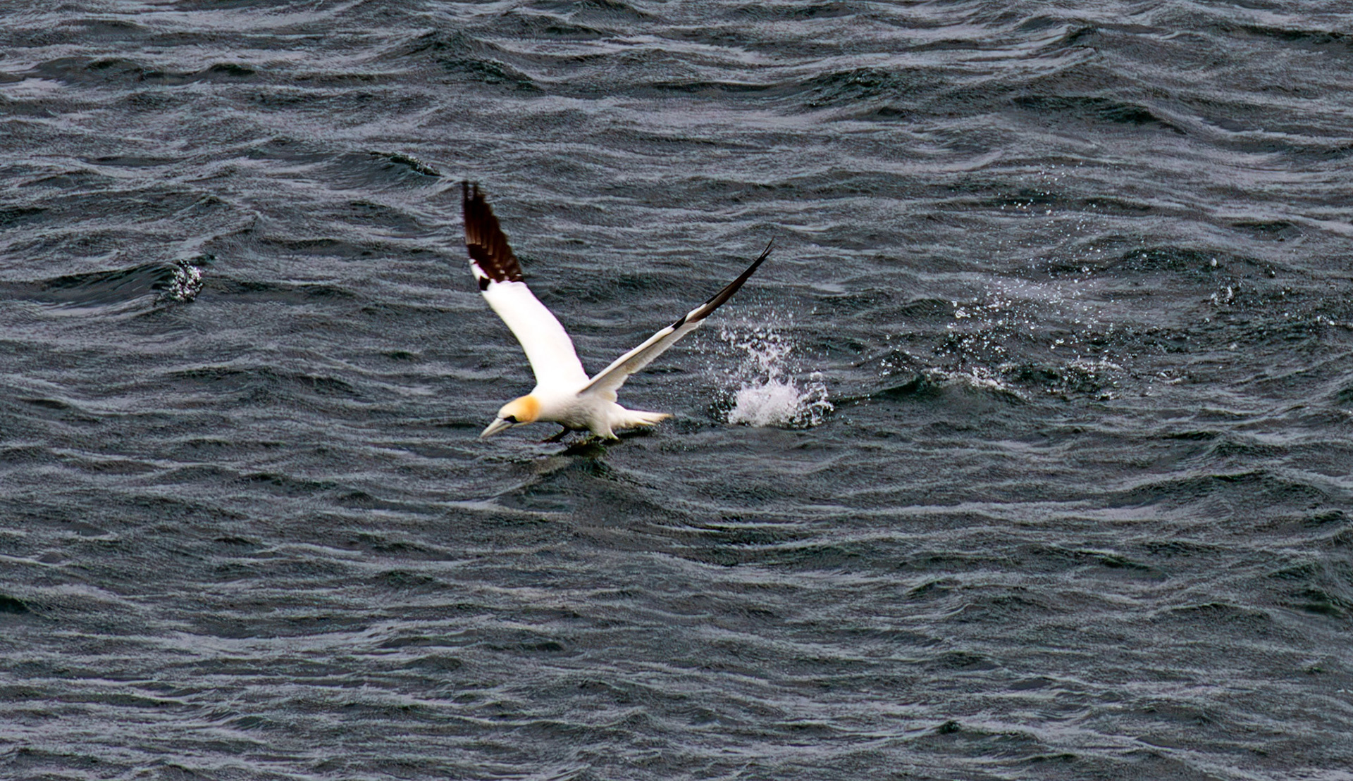 Northern Gannet getting airborne after dive - Tantallon Castle 04 July 2026