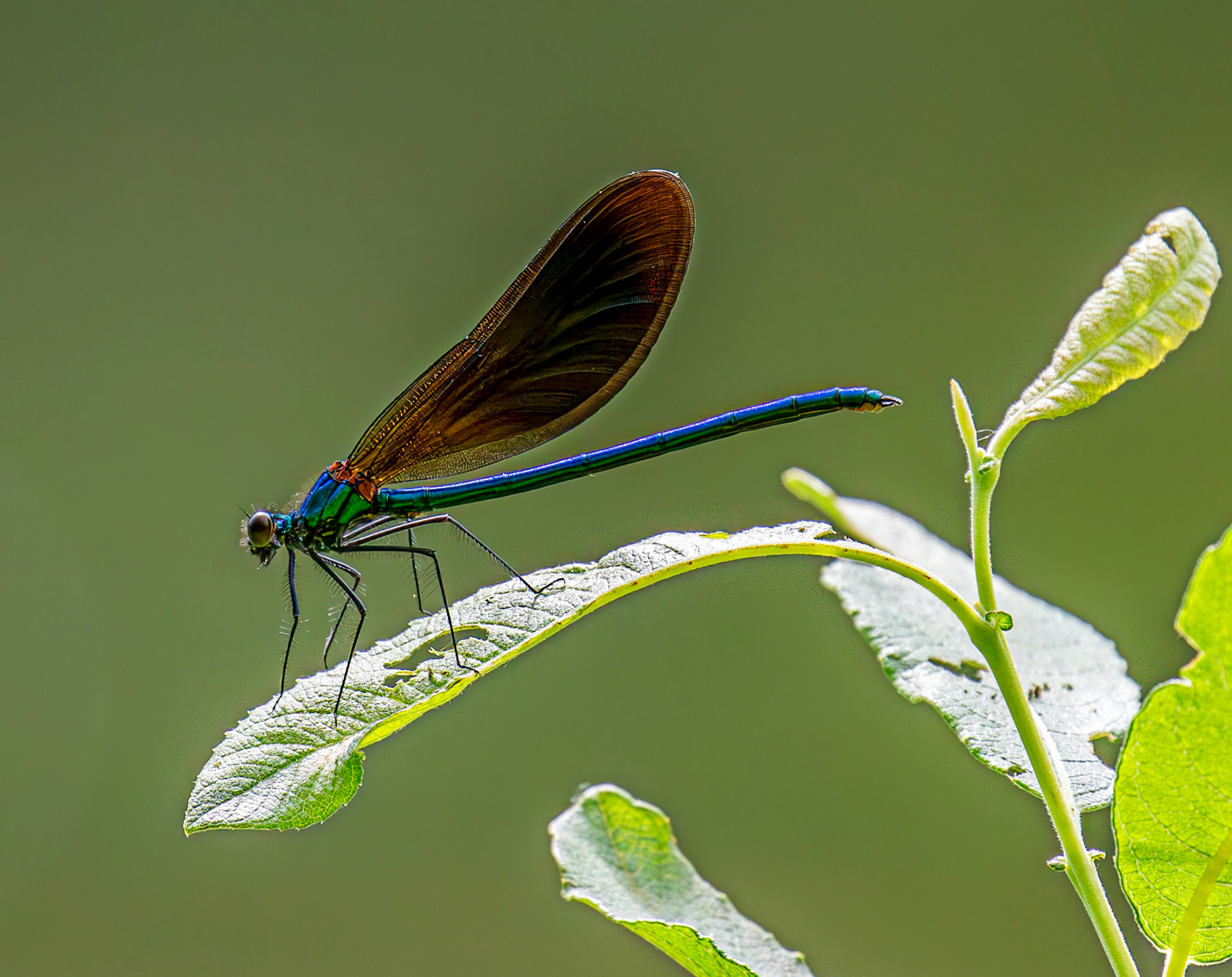 Banded Demoiselle (Calopteryx splendens) Banbridge 25 July 2025