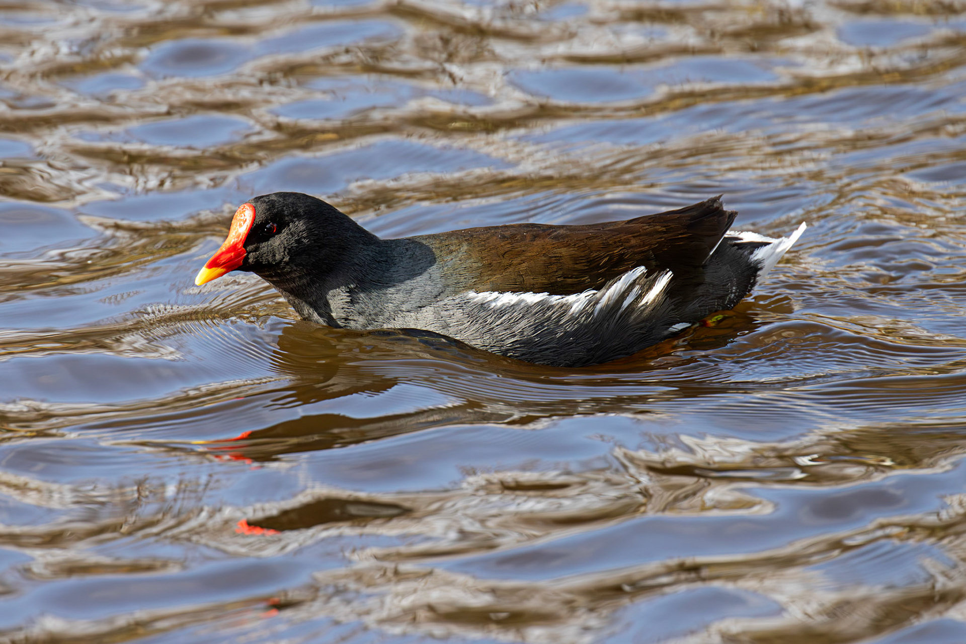 Moorhen - Maxwell Park, Glasgow - 24 Feb 2025