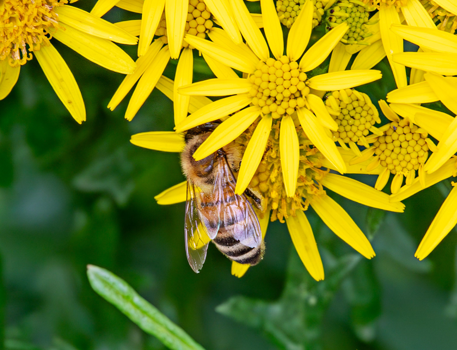 Insects in Livingston 22 July 2024