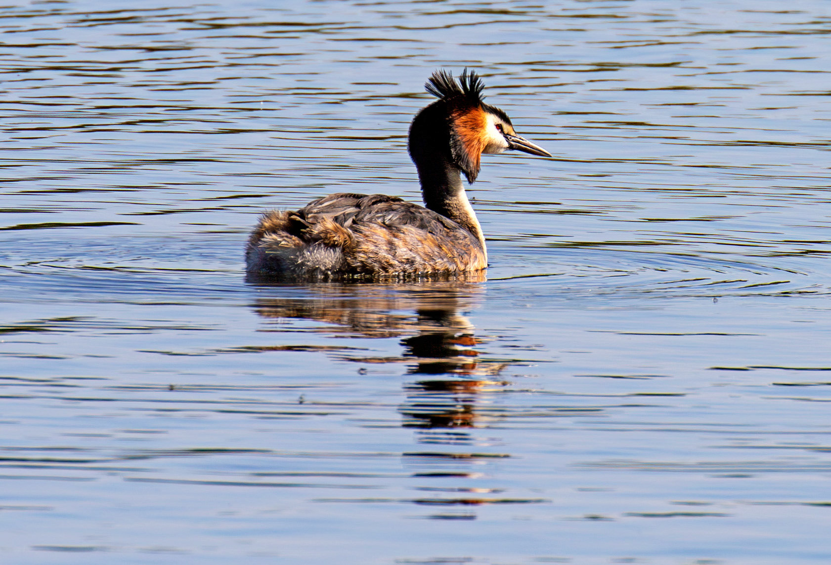 Great Crested Grebe at Hogganfield Loch 25 May 2026