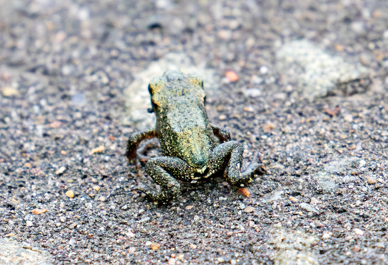 Common Frog - Harperrig 22 June 2025