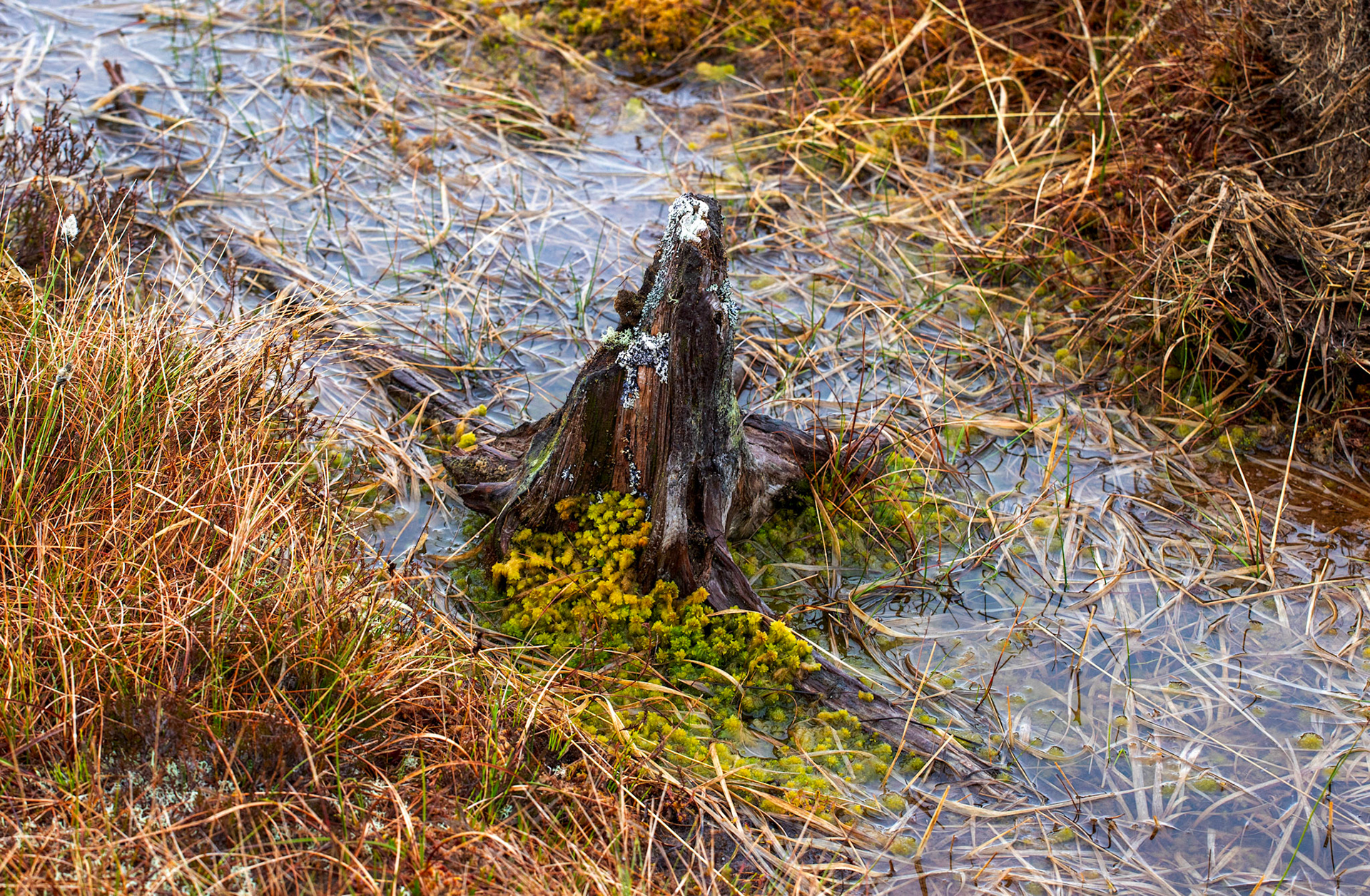 Forsinard 05 May 2024