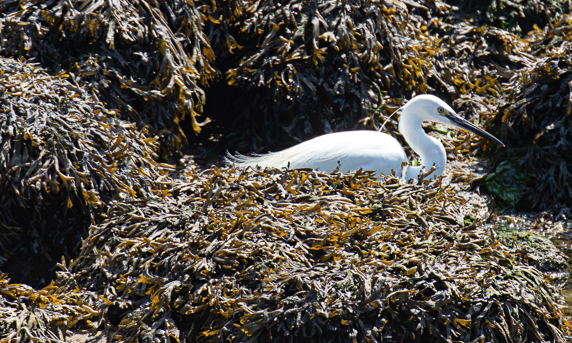 Little Egret - Porto 18 August 2026