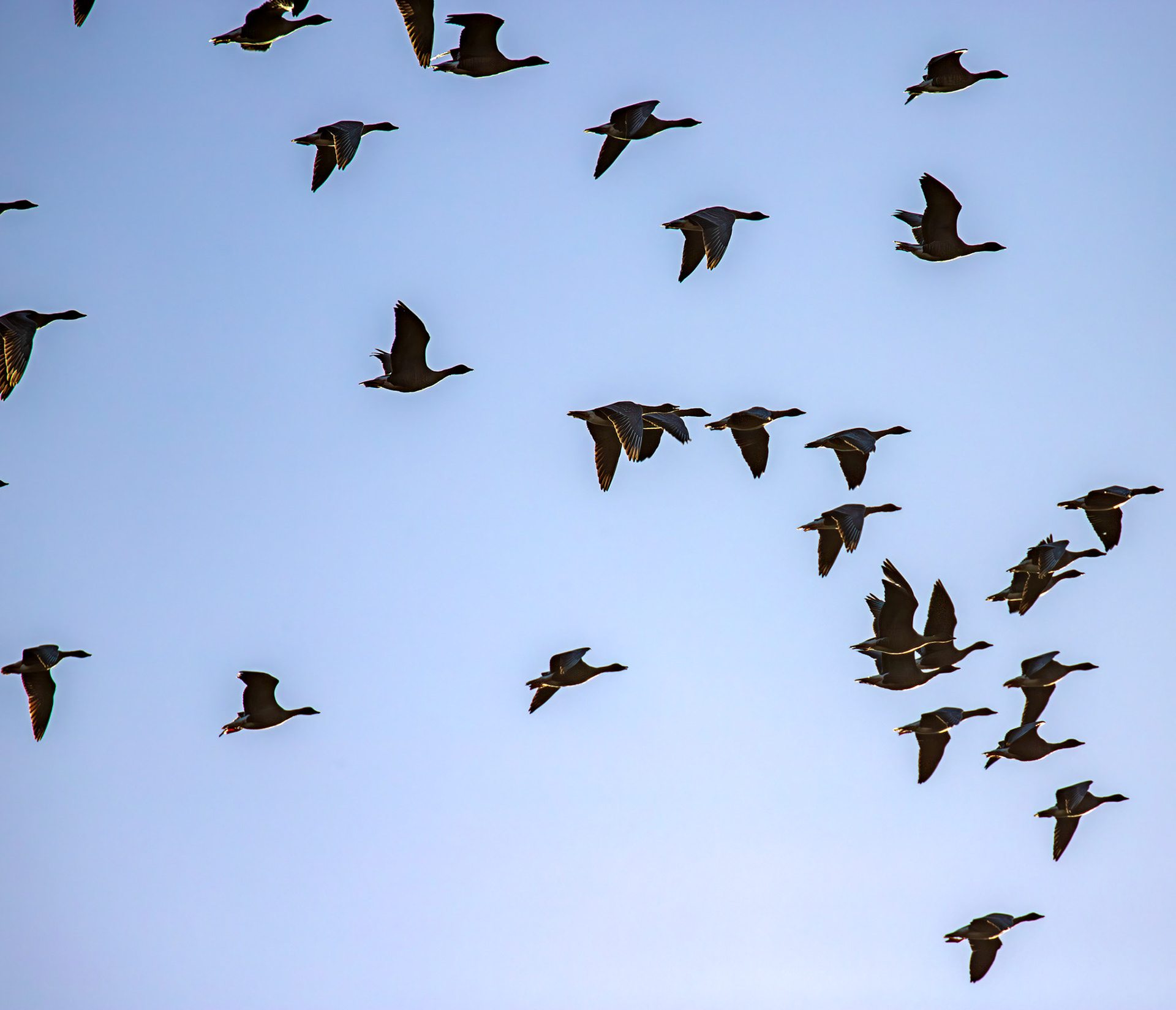 Pink Footed Geese - Harperrig Reservoir 26 October 2024