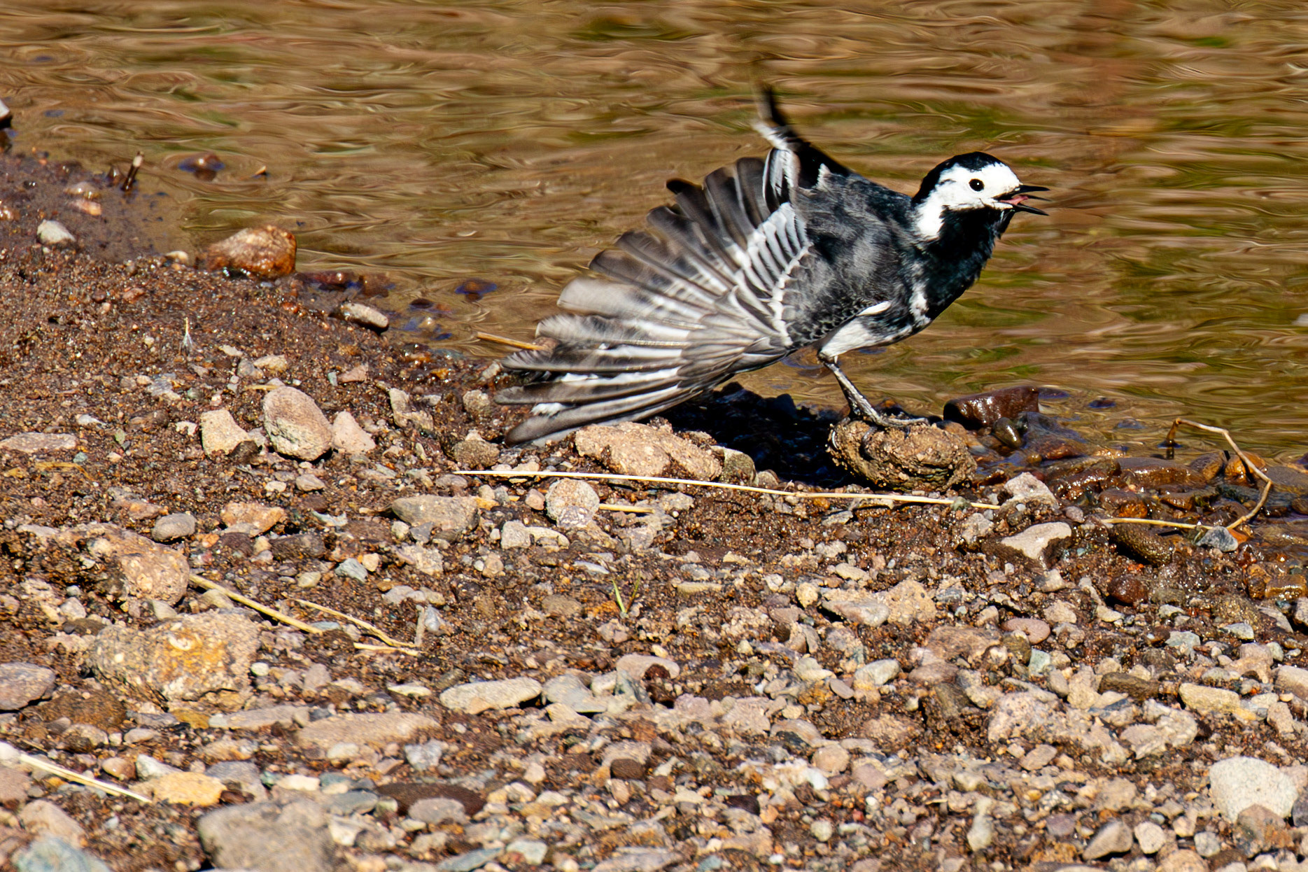 Pied Wagtail at Sheriffmuir 20 April 2025