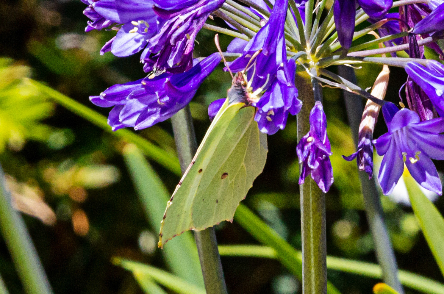 Mottistone IOW 16 July 2022