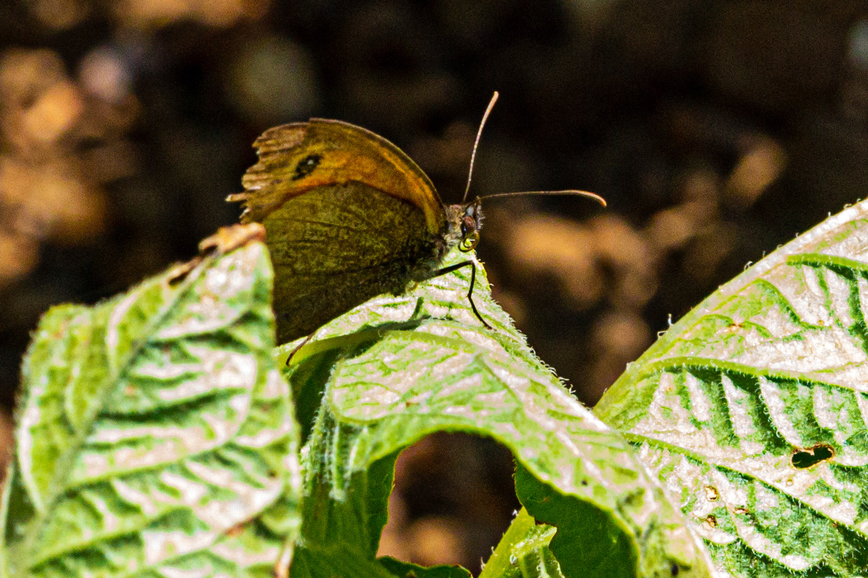 Mottistone IOW 16 July 2022