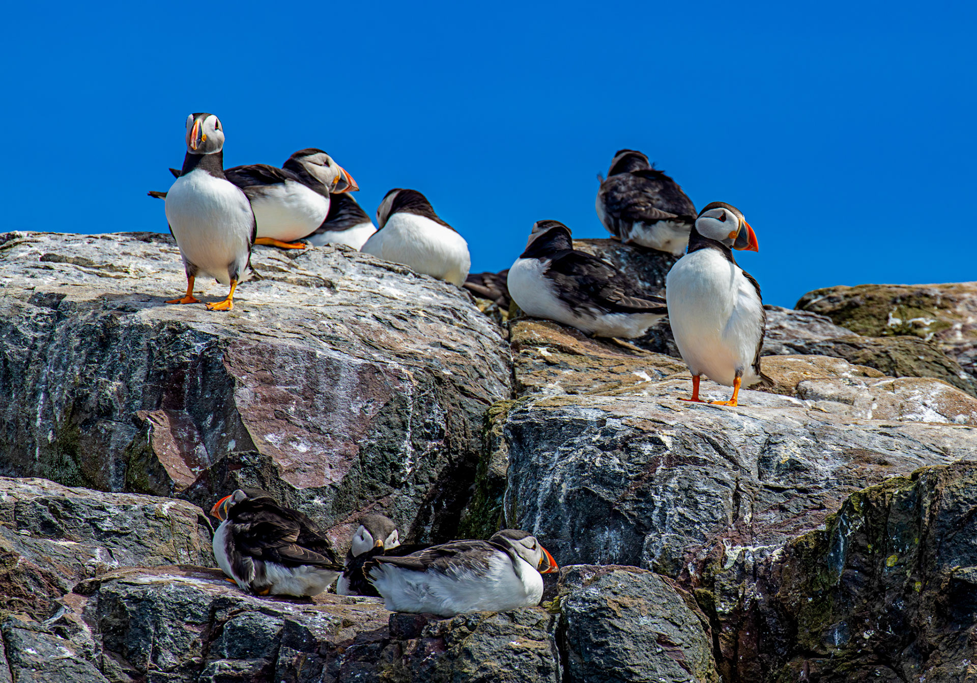 Puffins - Farne Islands 03 July 2026