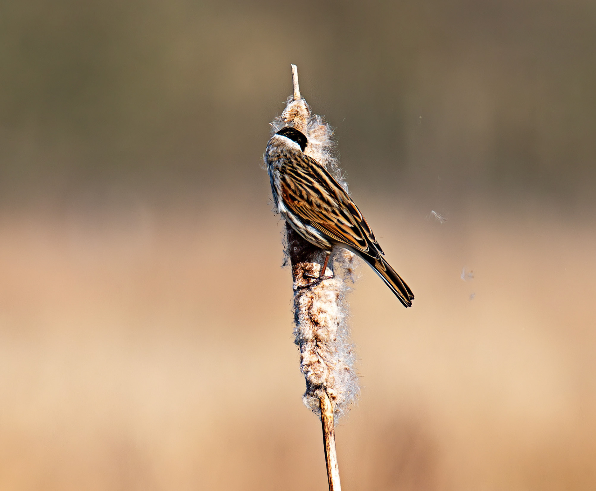Reed Bunting at Black Devon Wetlands 20 March 2026