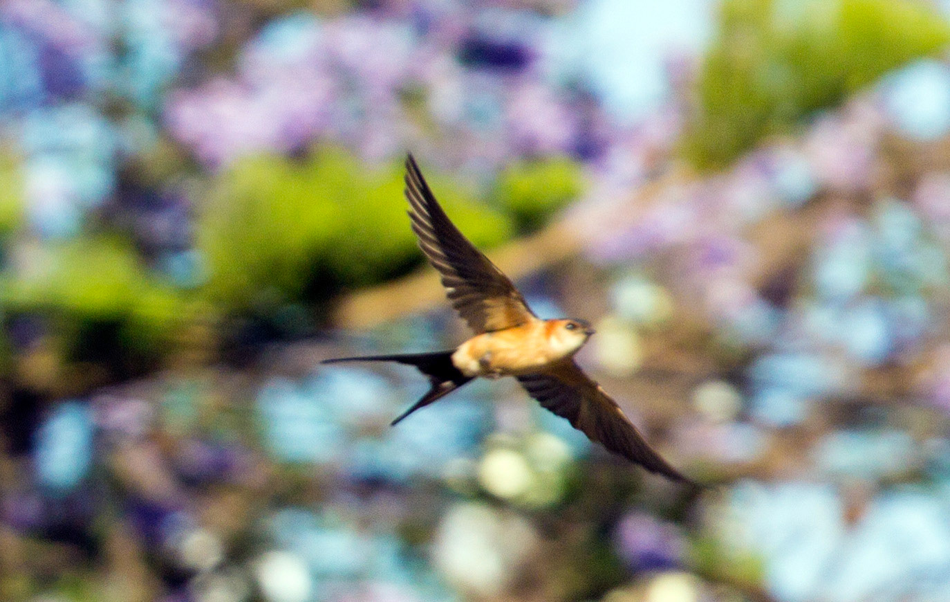 Red Rumped Swallow - as opposed to the Barn Swallow that we have commonly in the UK.