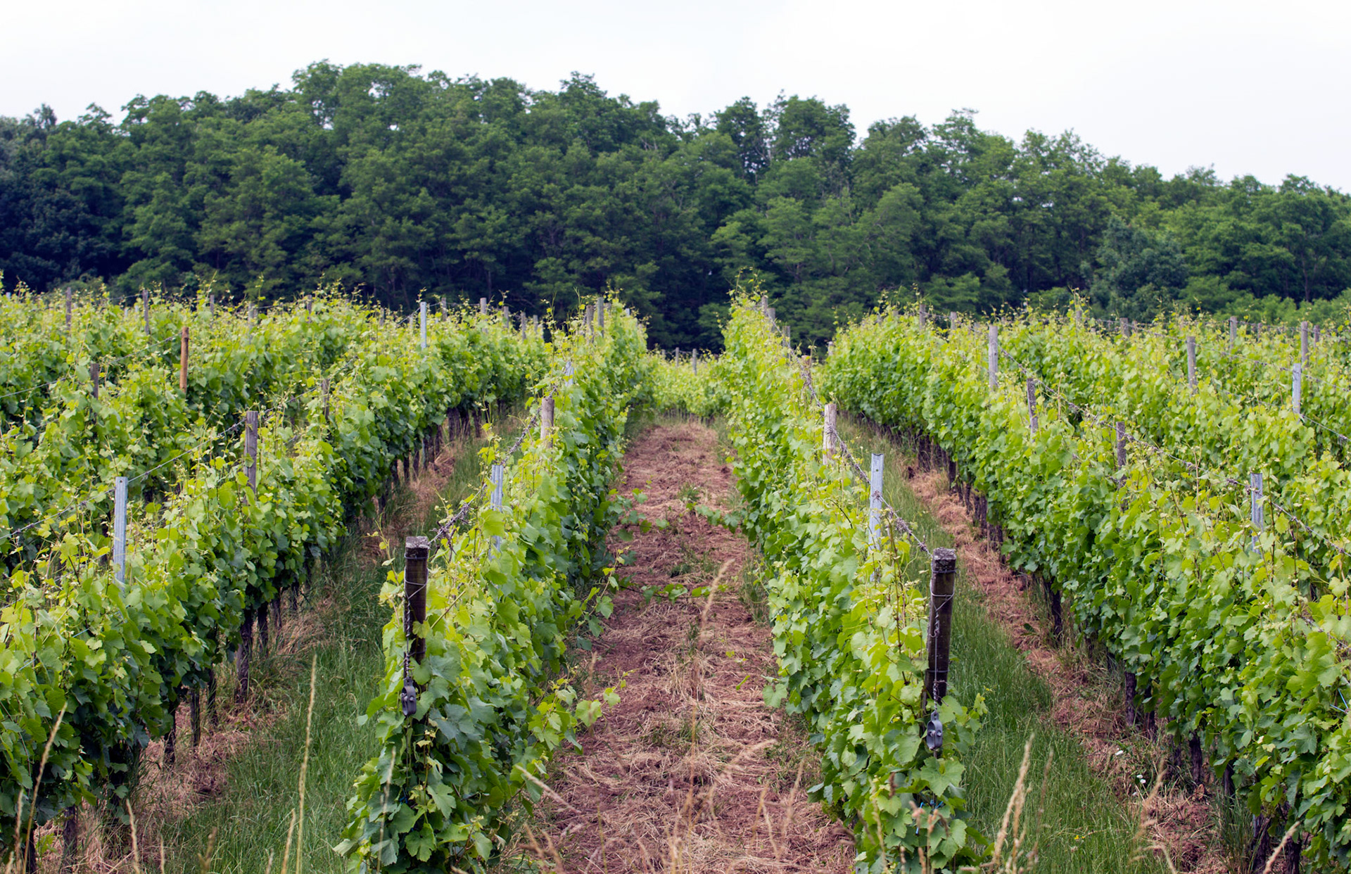 CernayPlease see my other Photographs at: http://www.jamespdeans.co.uk/