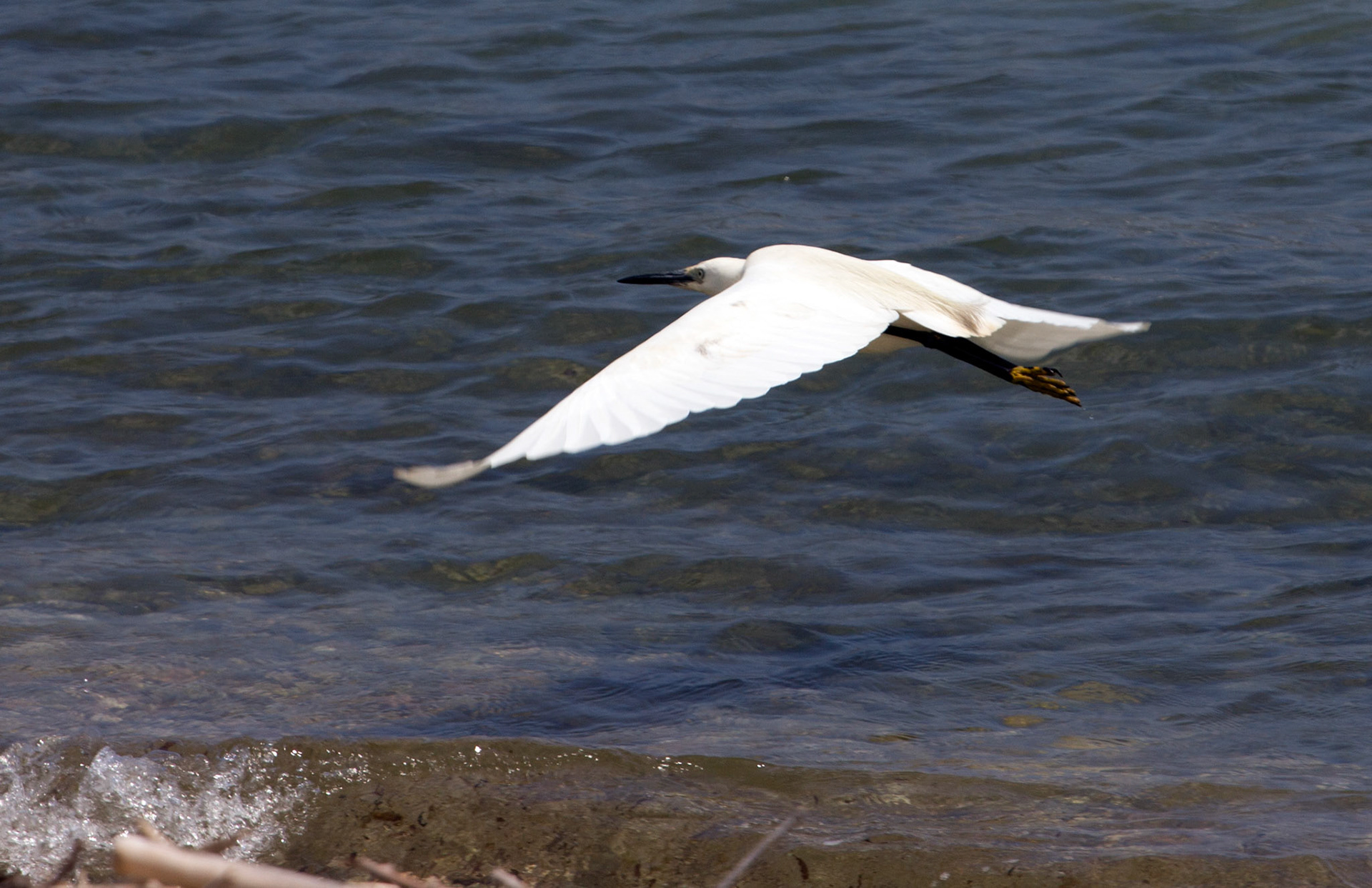 Reserva Natural de s'AlbuferetaPlease see my other Photographs at: http://www.jamespdeans.co.uk/