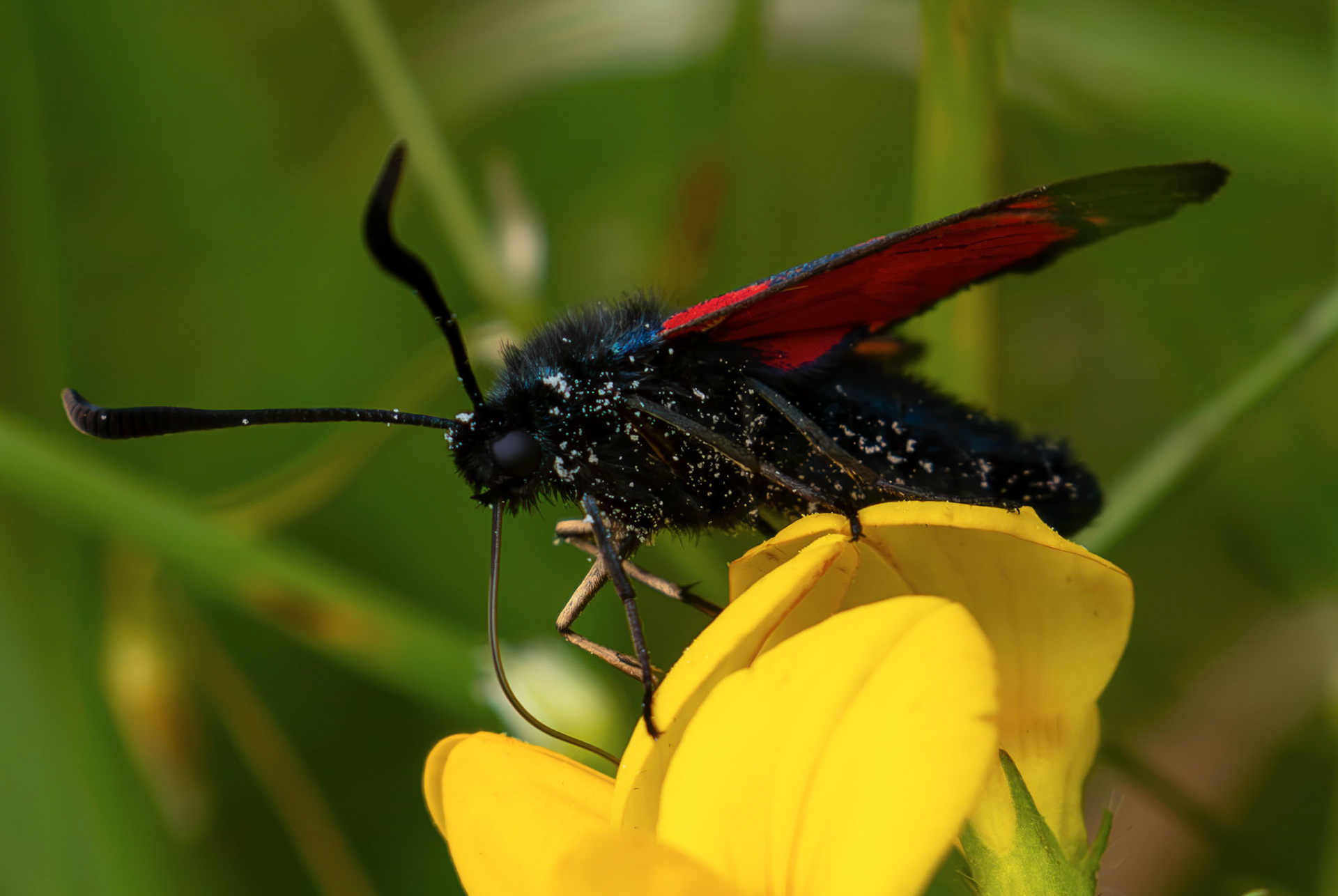 Six-spot burnet moth (Zygaena filipendulae) - Harperrig 14 July 2026