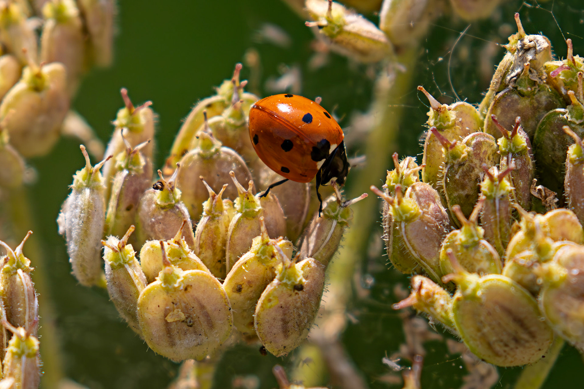Seven-spot Ladybird (Coccinella septempunctata) Burnham 06 August 2025