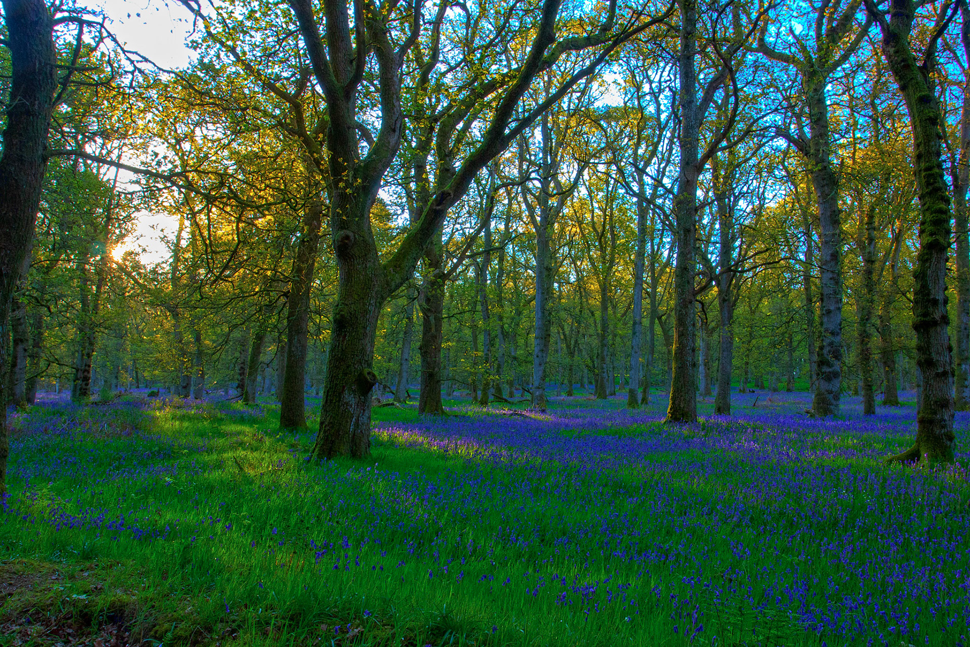 Kinclaven Bluebell Woods 16 May 2026