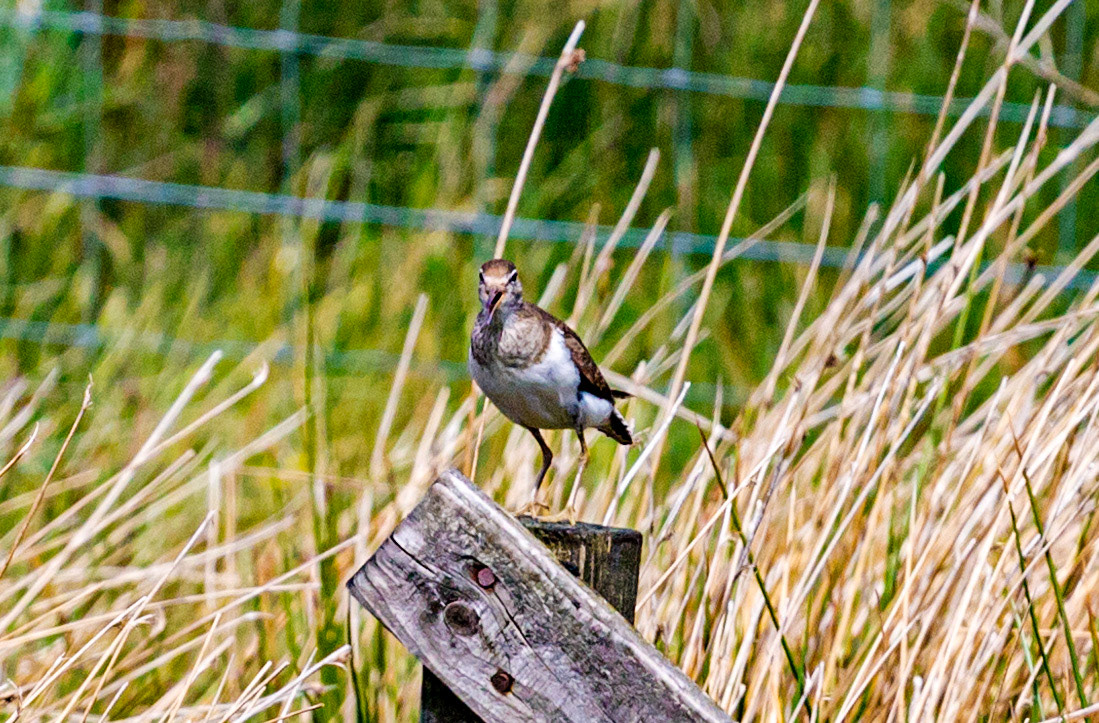 Harperrig Reservoir 15 June 2021 Please see my other photos at JamesPDeans.co.uk