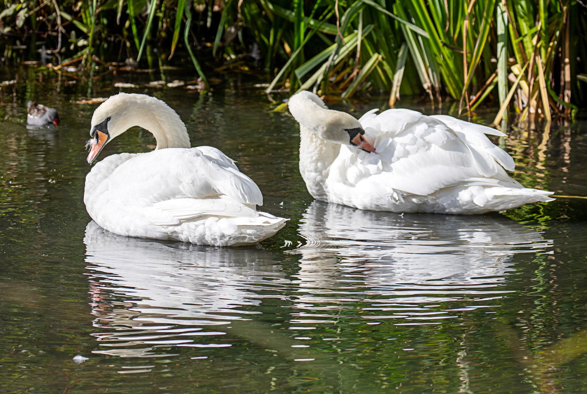 Livingston 02 October 2024