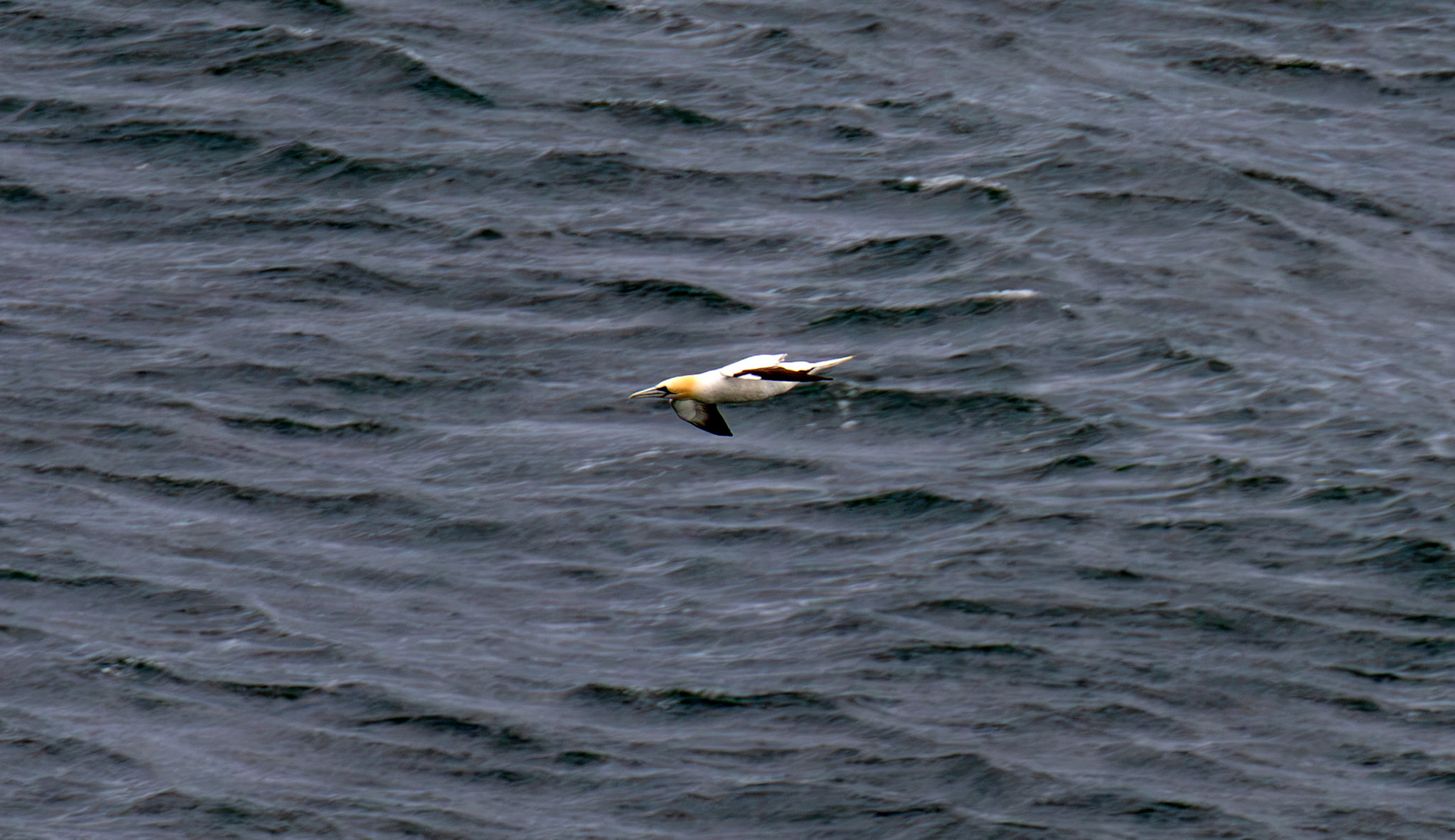 Northern Gannet - Tantallon Castle 04 July 2026