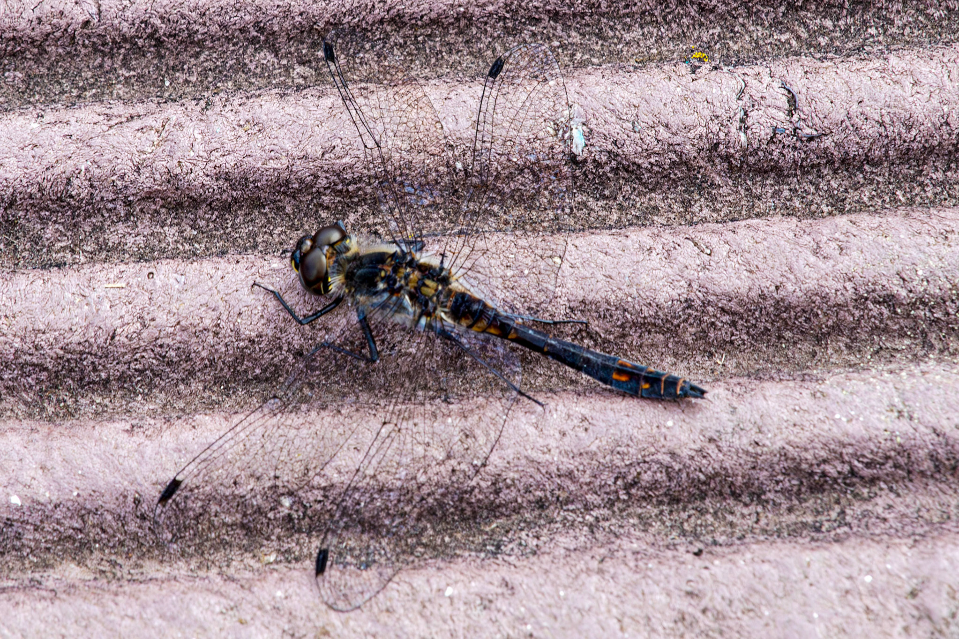 Flanders Moss 06 August 2024