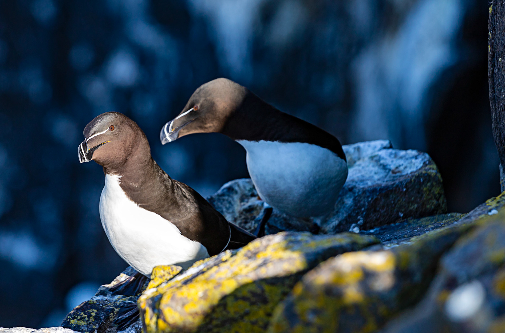 Razorbill - Isle of May - 04 June 2022