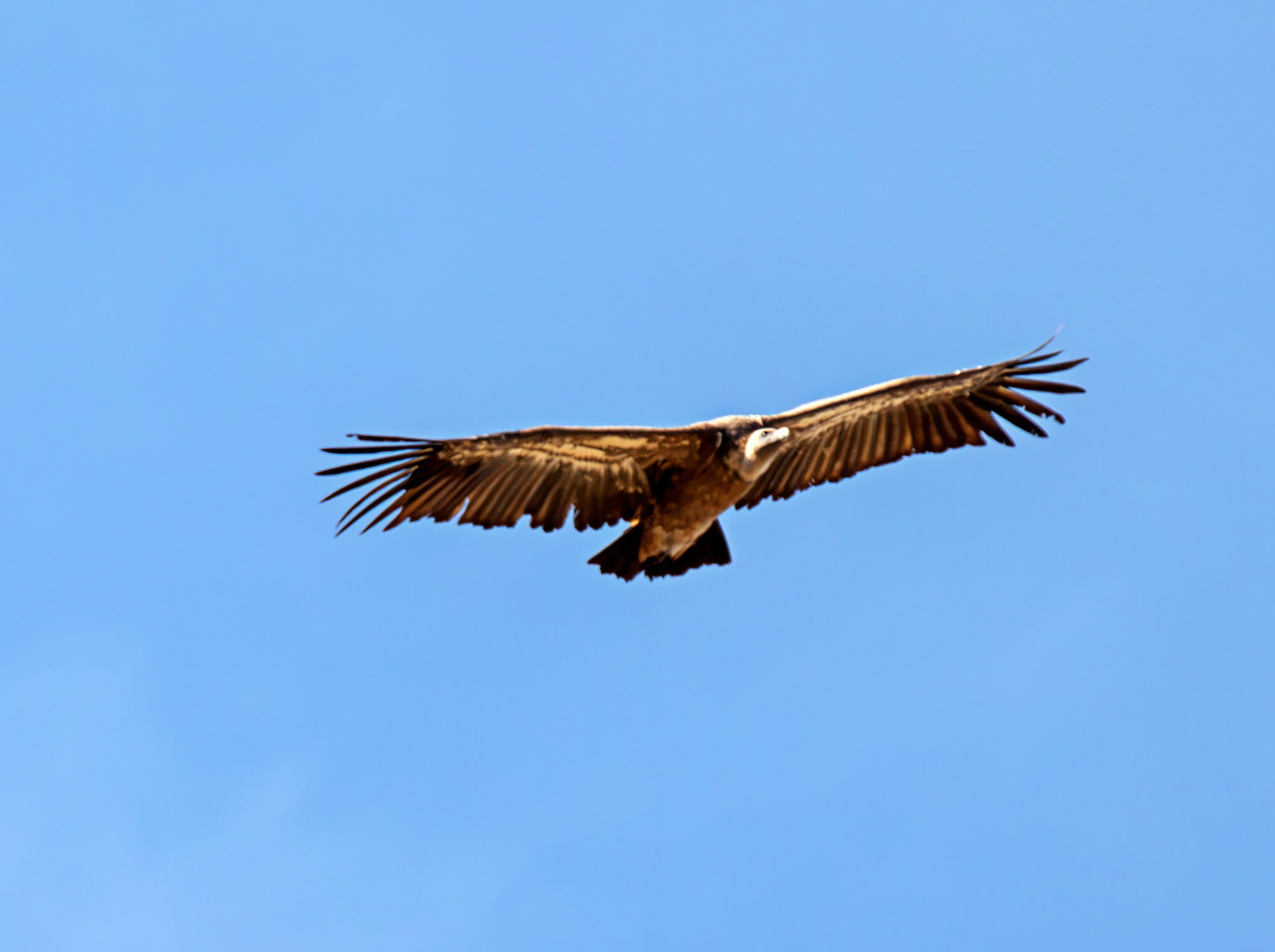 Griffon Vulture (Gyps fulvus) - Barca de Alva 23 August 2016