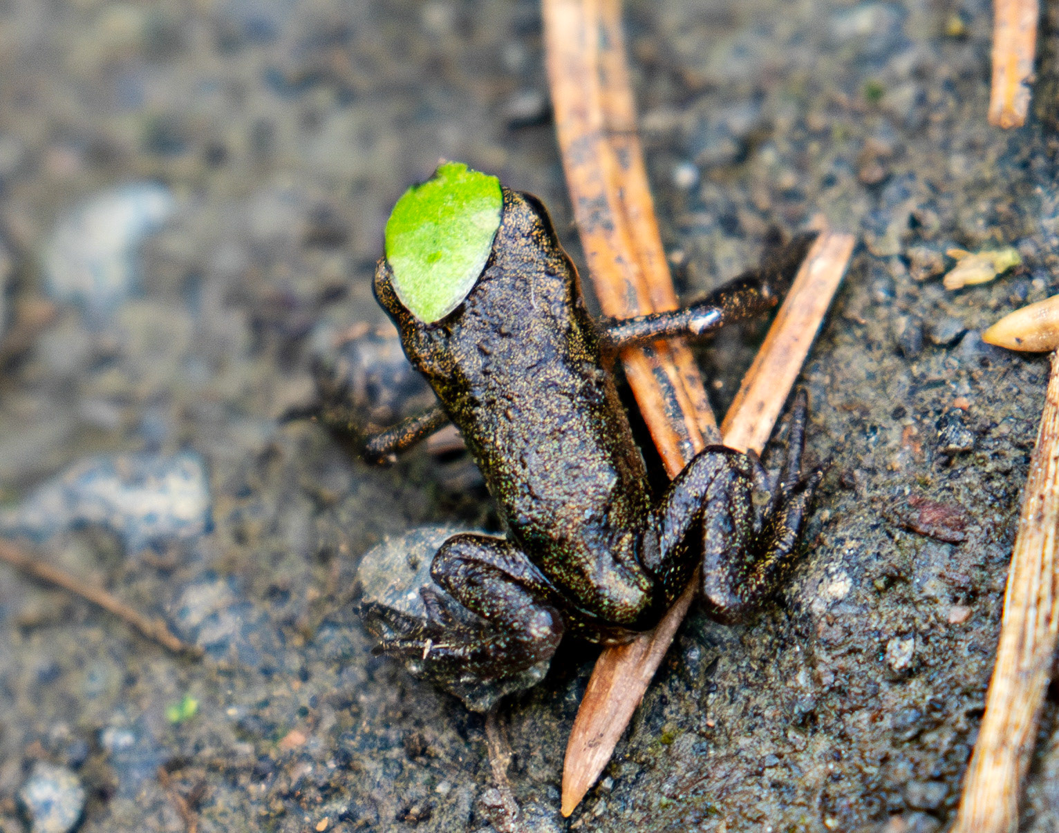 Common Frog - Polkemmet Country Park 25 June 2025