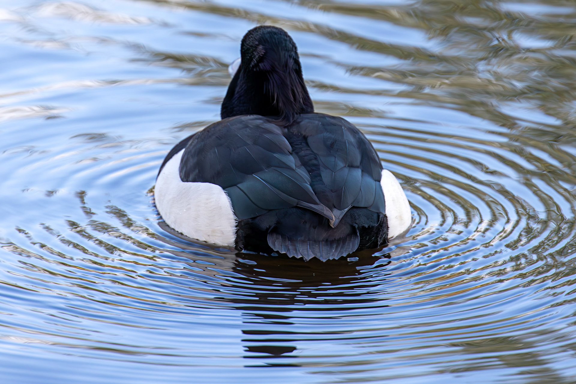 Tufted Duck, Maxwell Park, Glasgow - 24 Feb 2025