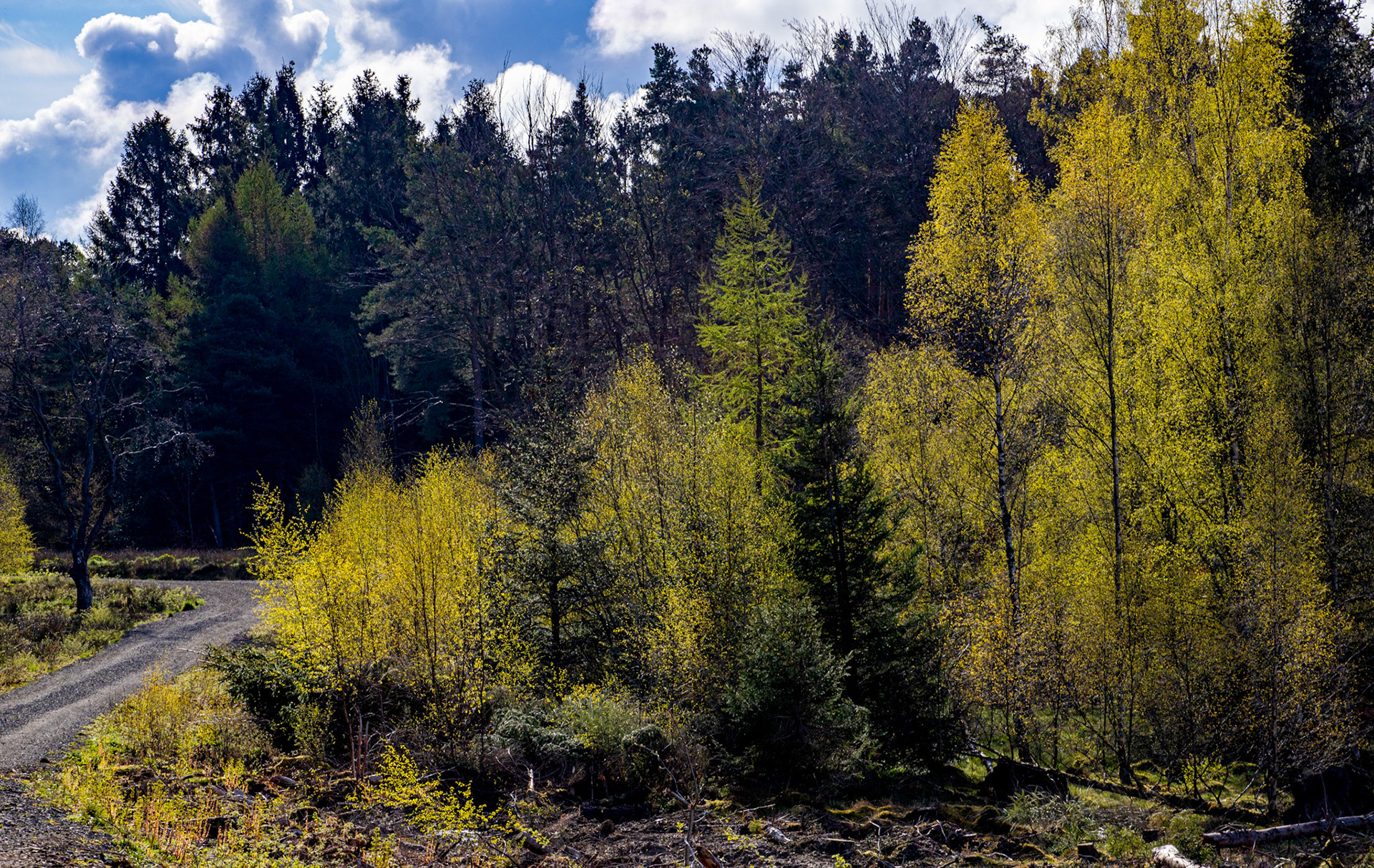 Selm Muir 26 April 2024