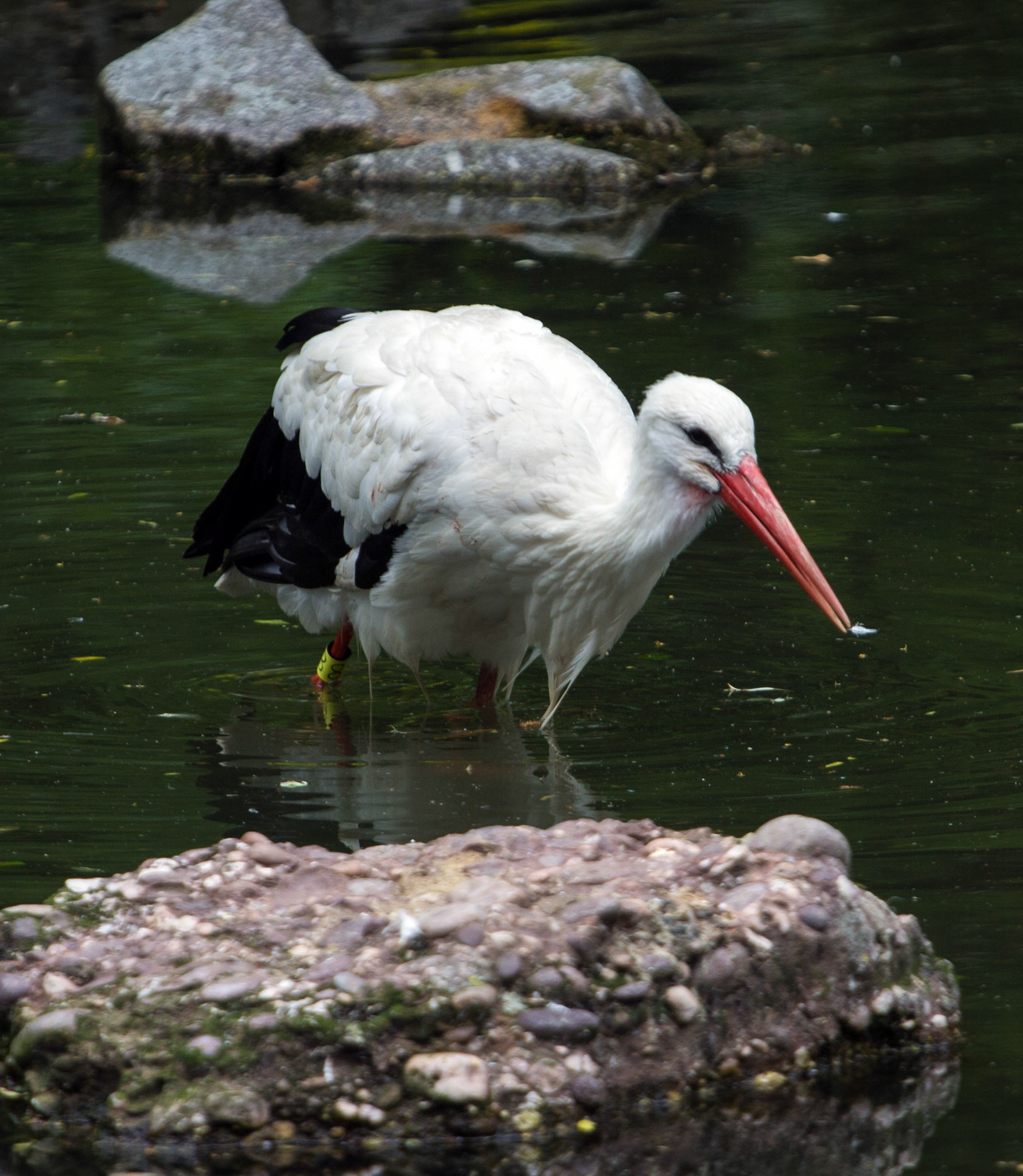 CernayPlease see my other Photographs at: http://www.jamespdeans.co.uk/