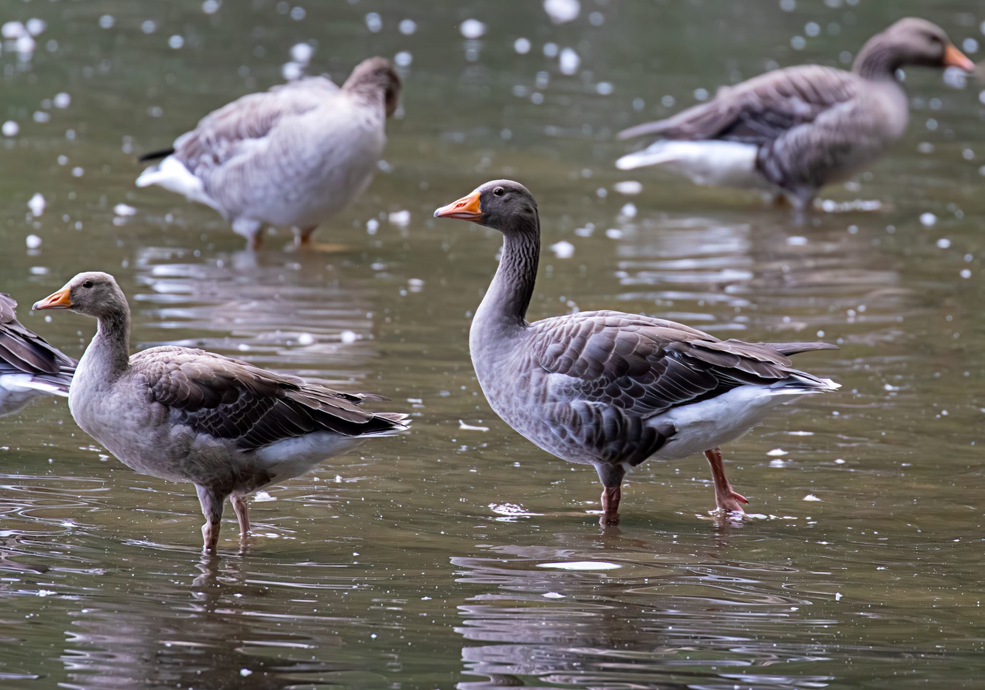 Greylag Geese at Beecraigs 24 September 2024