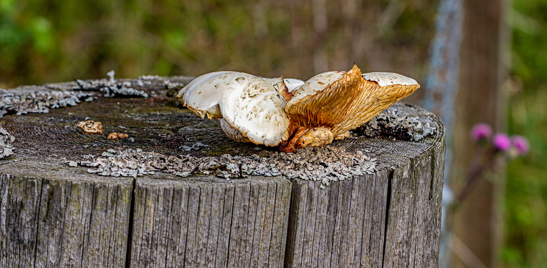 Fungi on a fencepost at Colzium (Harperrig Reservoir), West LothianPlease see my other Photographs at: www.jamespdeans.co.uk