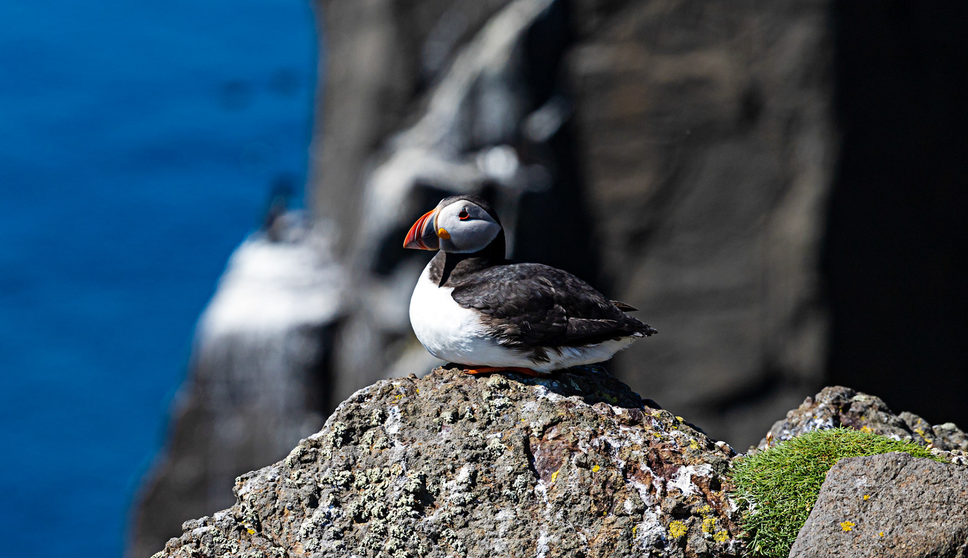 Puffin - Isle of May - 04 June 2022